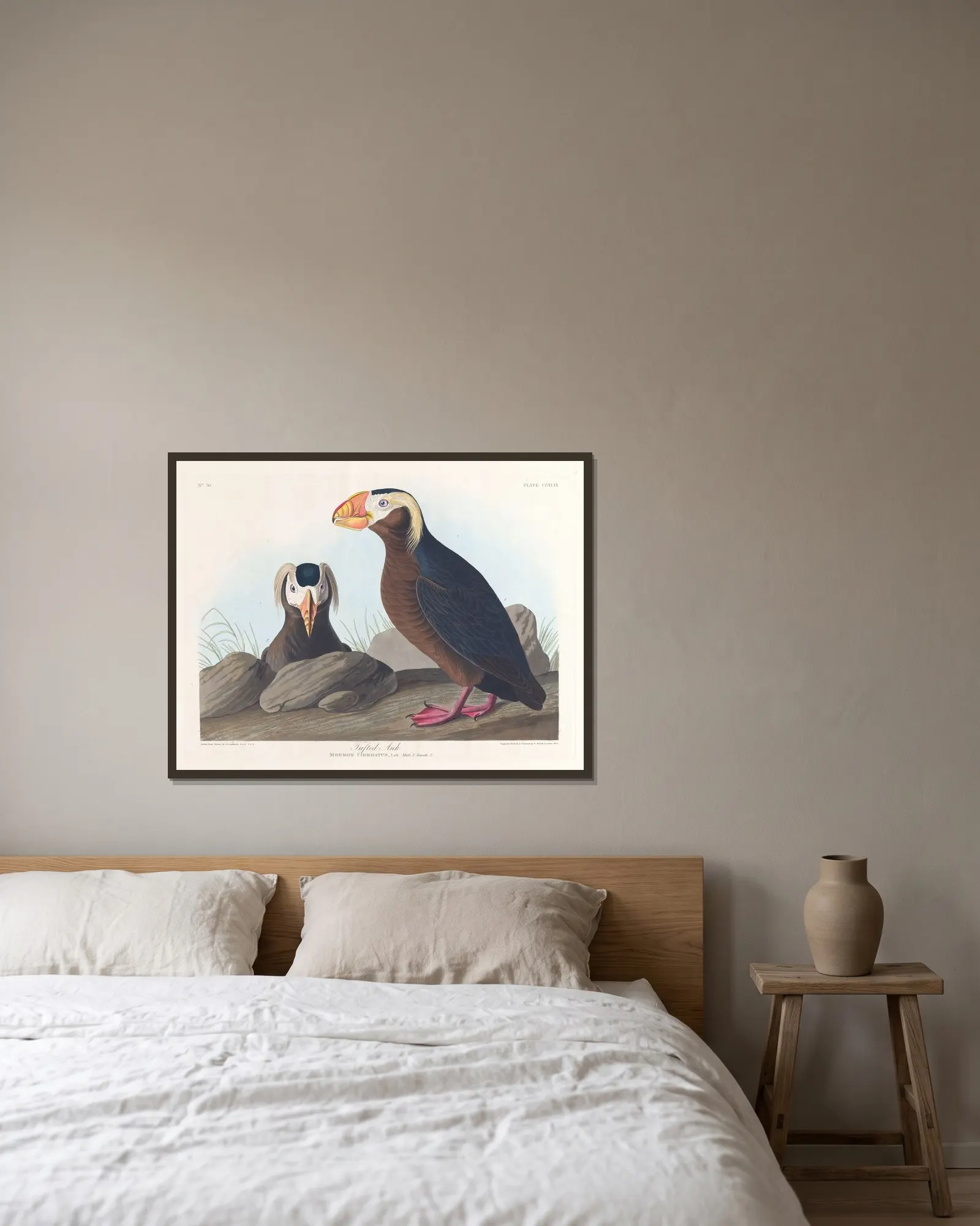 Tufted auk av John James Audubon inramad på en vägg