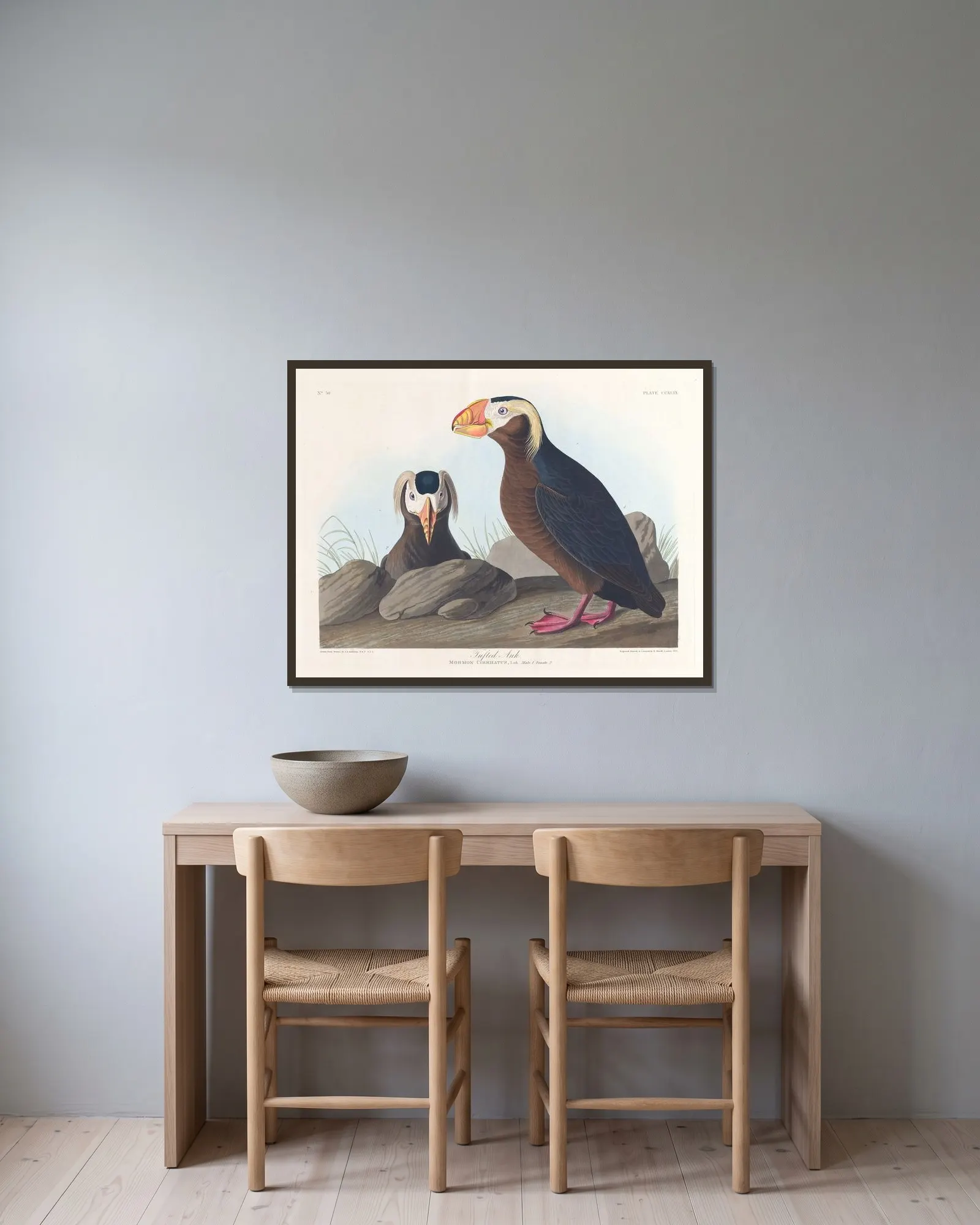 Tufted auk av John James Audubon inramad på en vägg