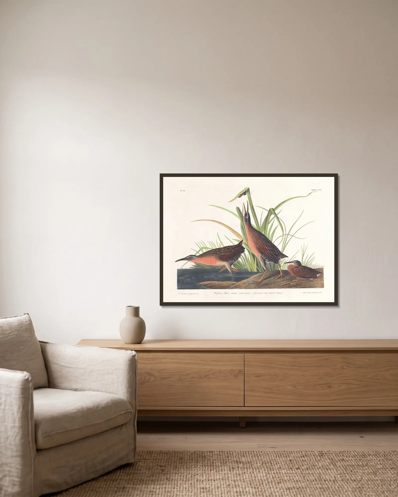Virginia rail av John James Audubon inramad på en vägg