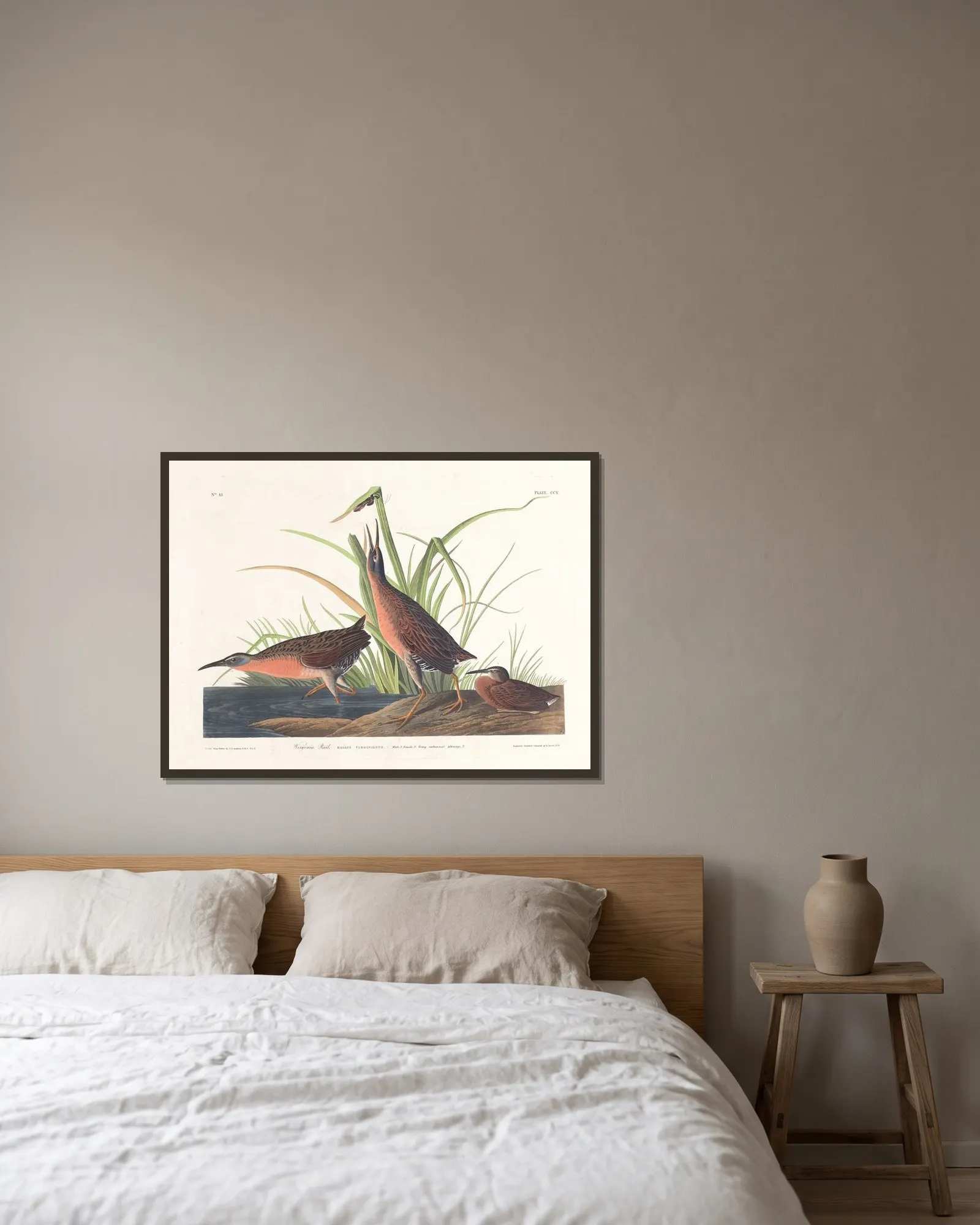 Virginia rail av John James Audubon inramad på en vägg
