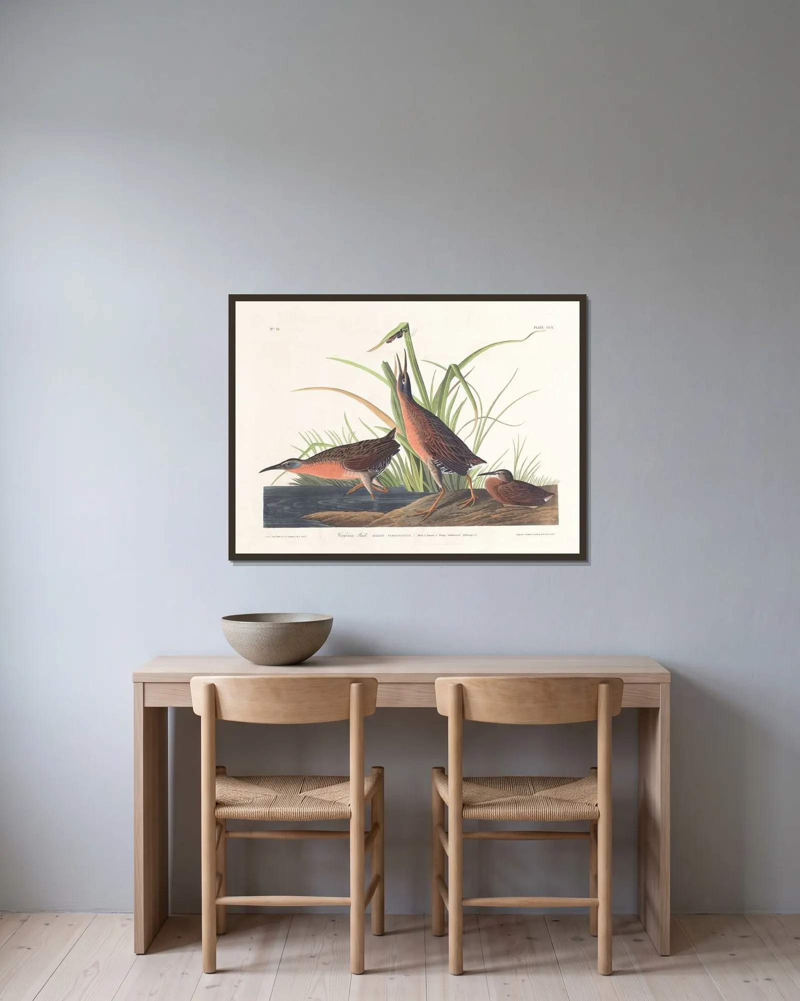 Virginia rail av John James Audubon inramad på en vägg