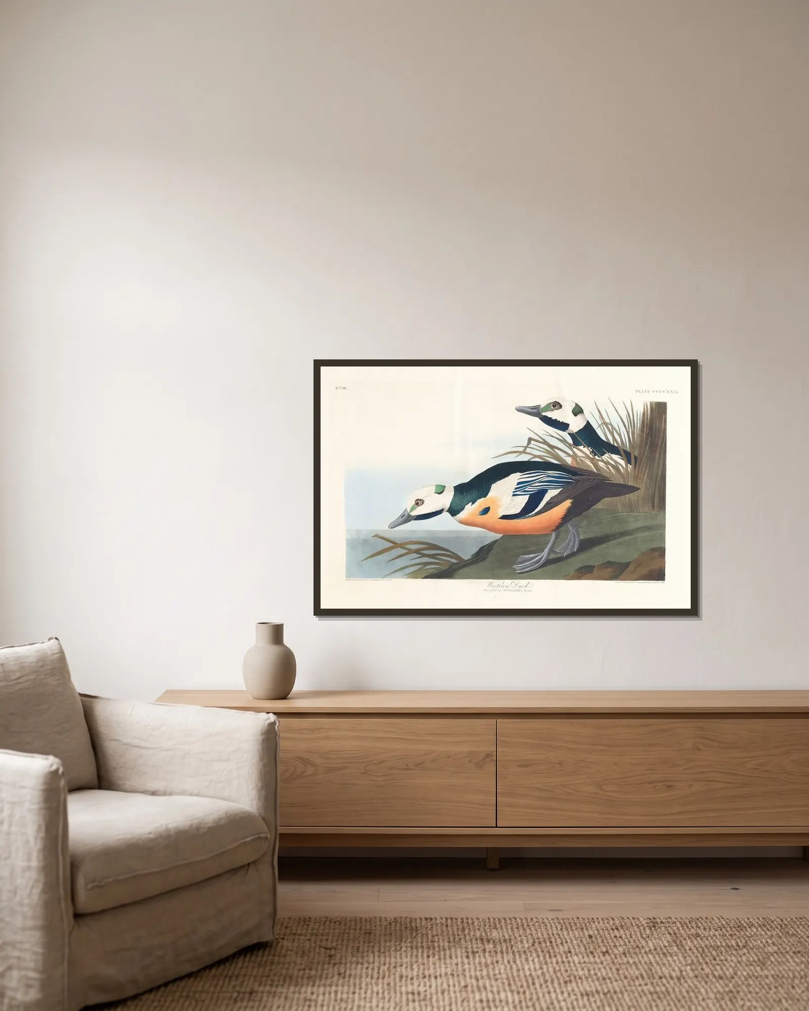 Western duck av John James Audubon inramad på en vägg