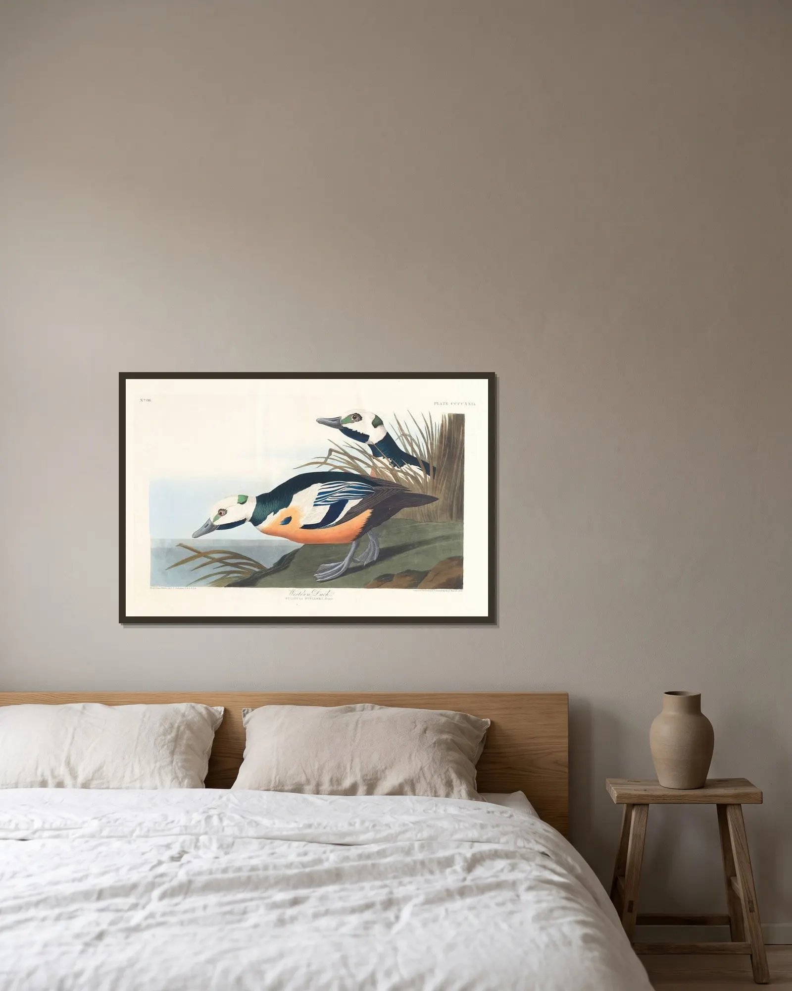 Western duck av John James Audubon inramad på en vägg