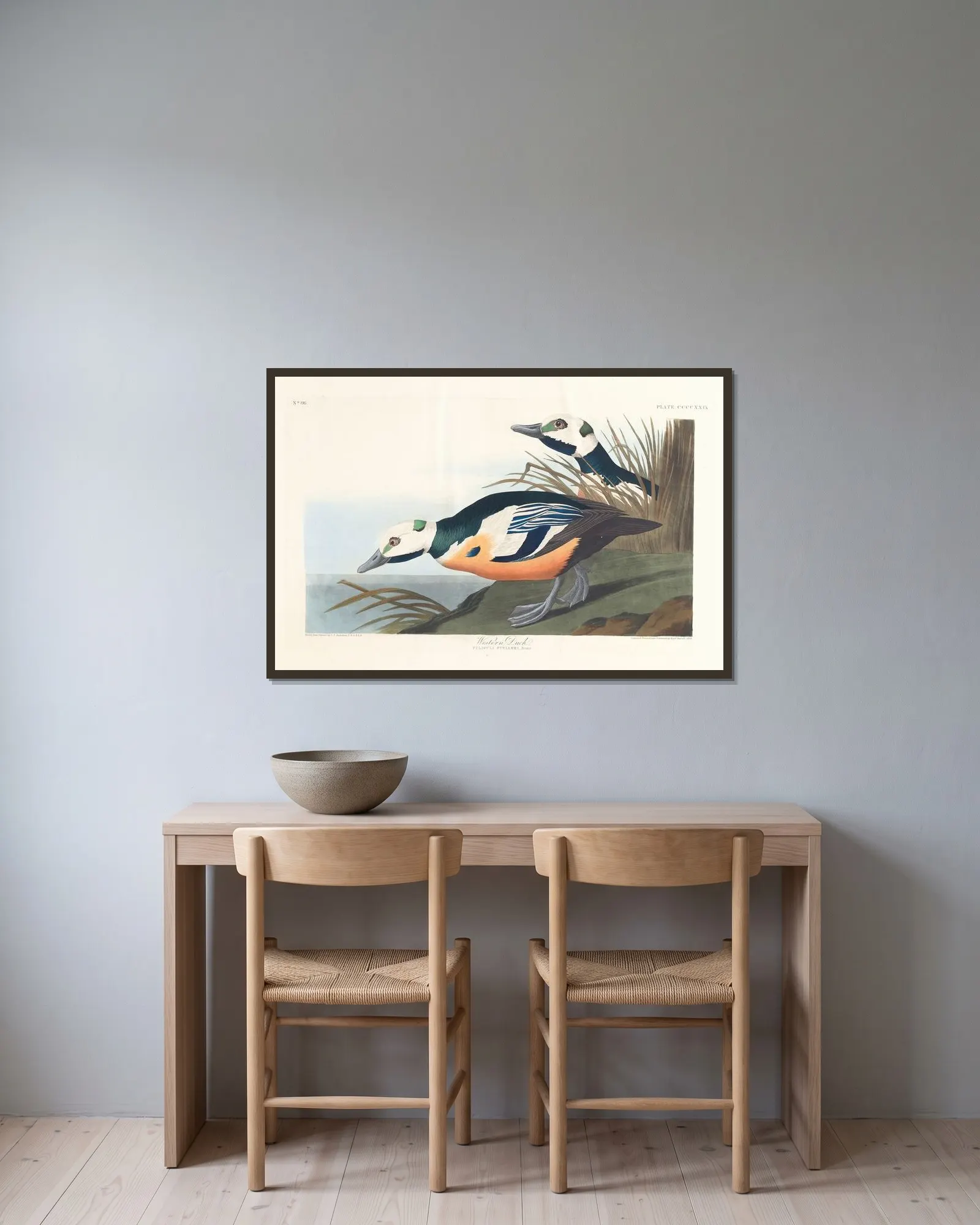 Western duck av John James Audubon inramad på en vägg