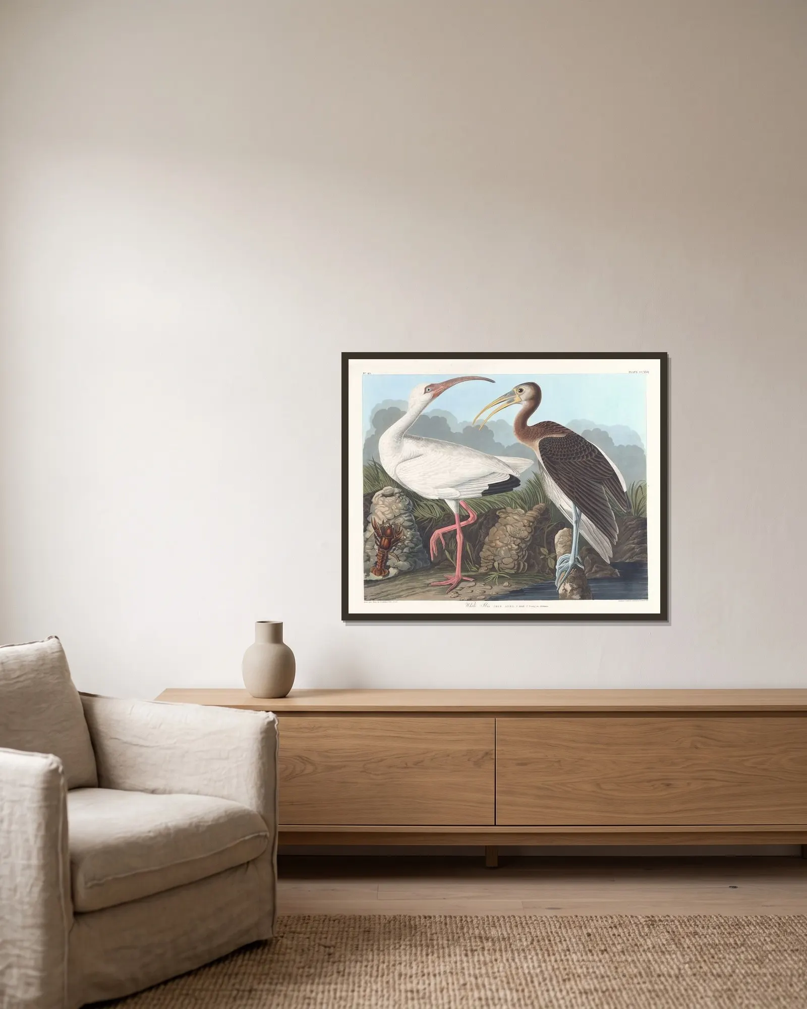 White ibis av John James Audubon inramad på en vägg