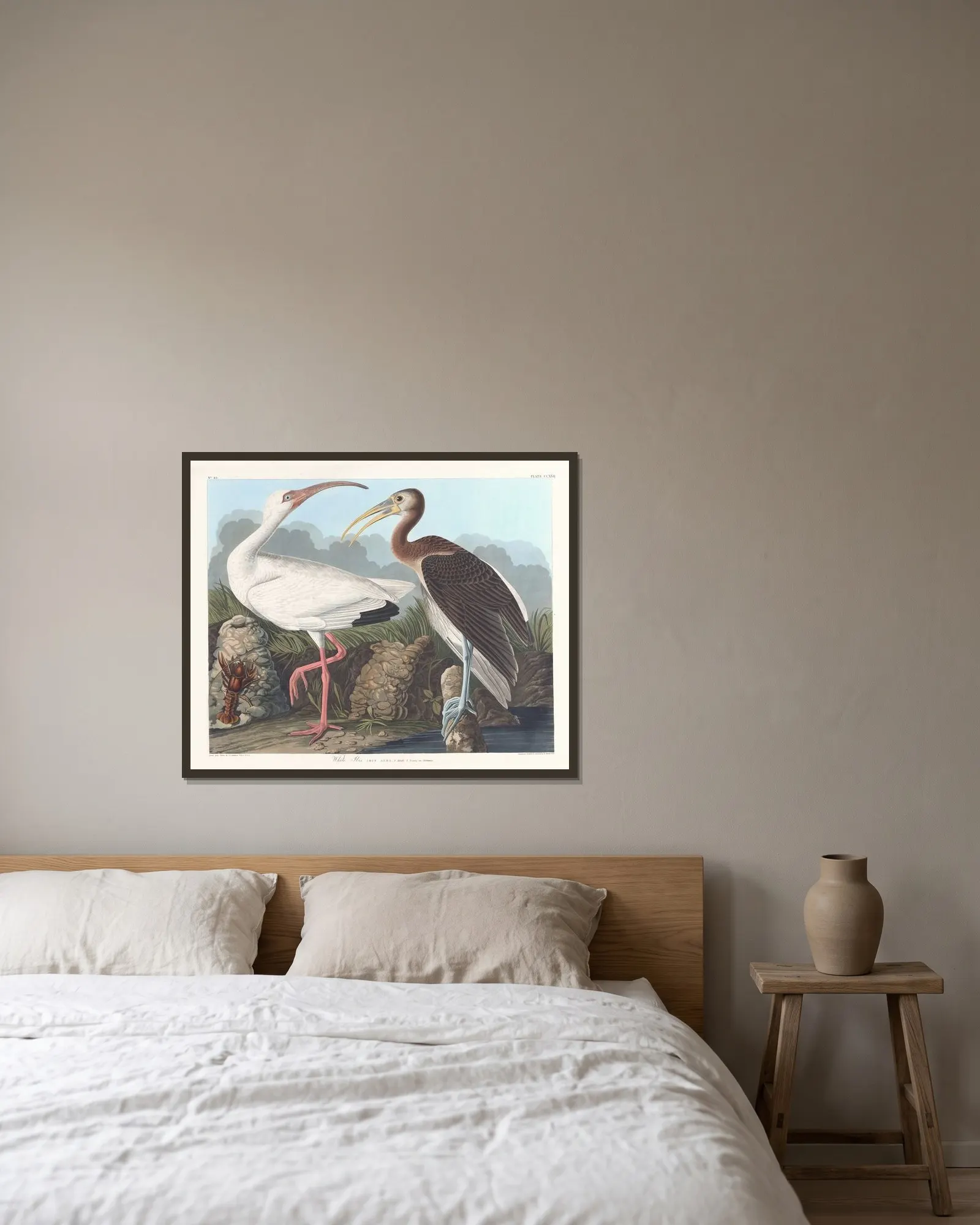 White ibis av John James Audubon inramad på en vägg
