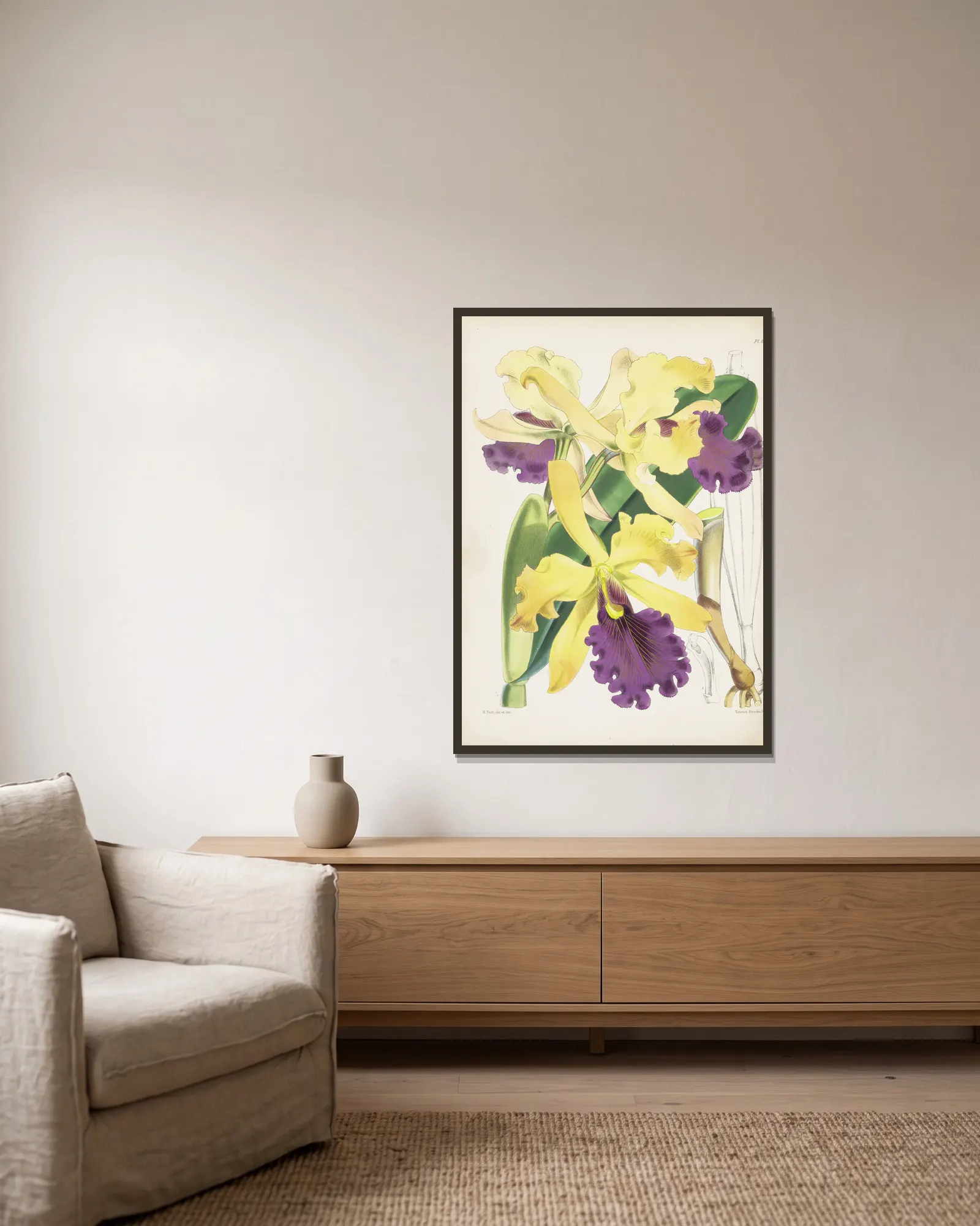 Captain Dow’s Cattleya (Cattleya dowiana) av James Bateman inramad på en vägg