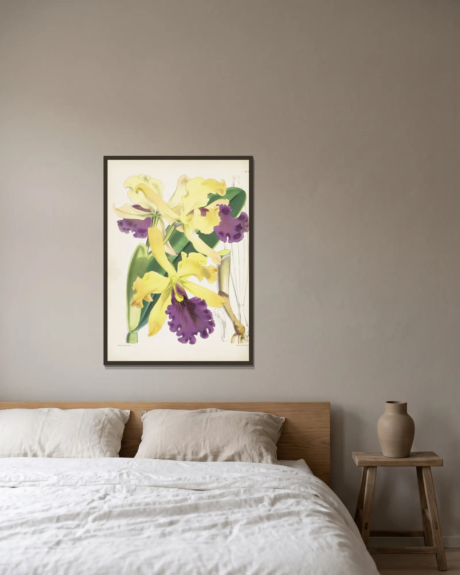 Captain Dow’s Cattleya (Cattleya dowiana) av James Bateman inramad på en vägg