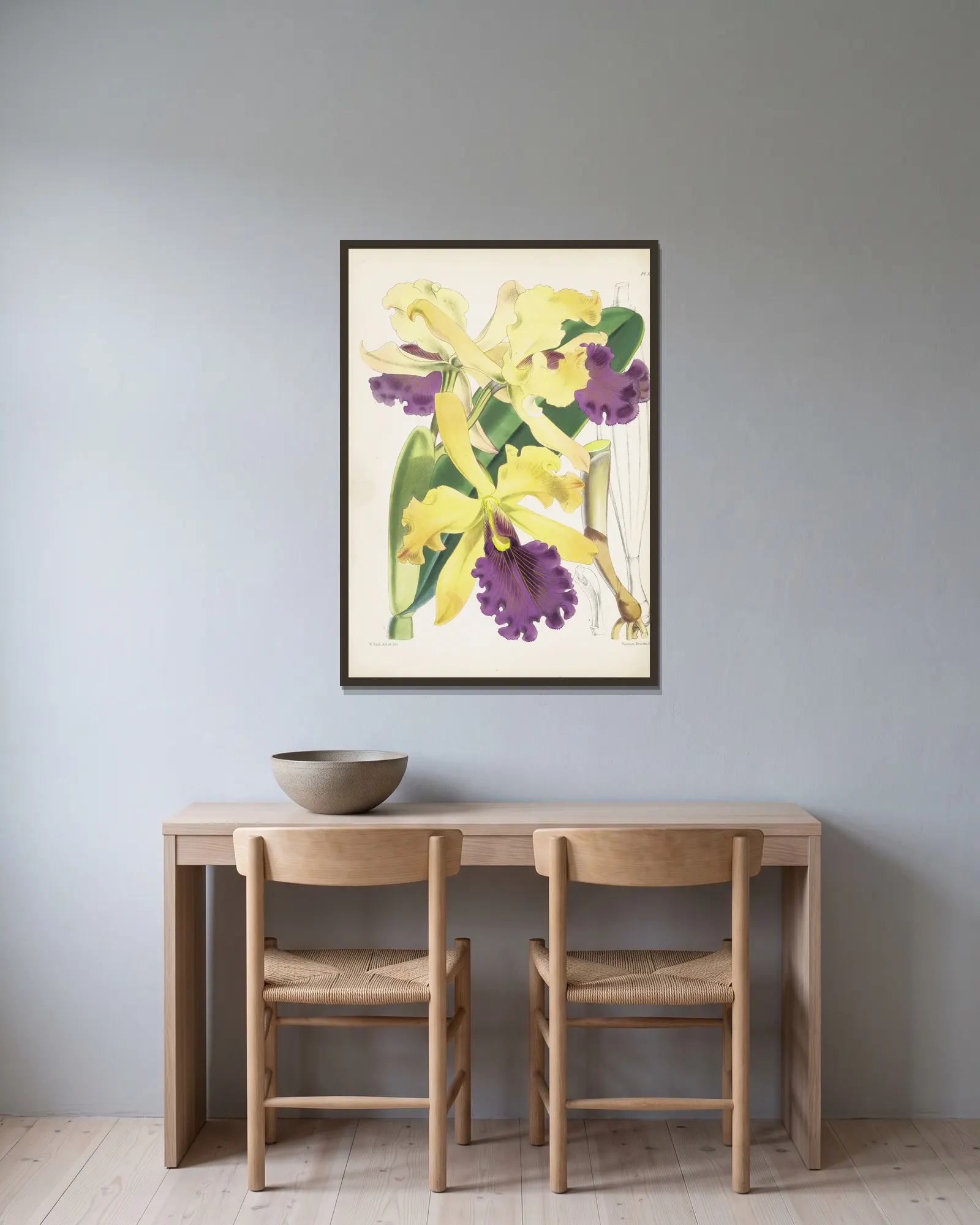 Captain Dow’s Cattleya (Cattleya dowiana) av James Bateman inramad på en vägg