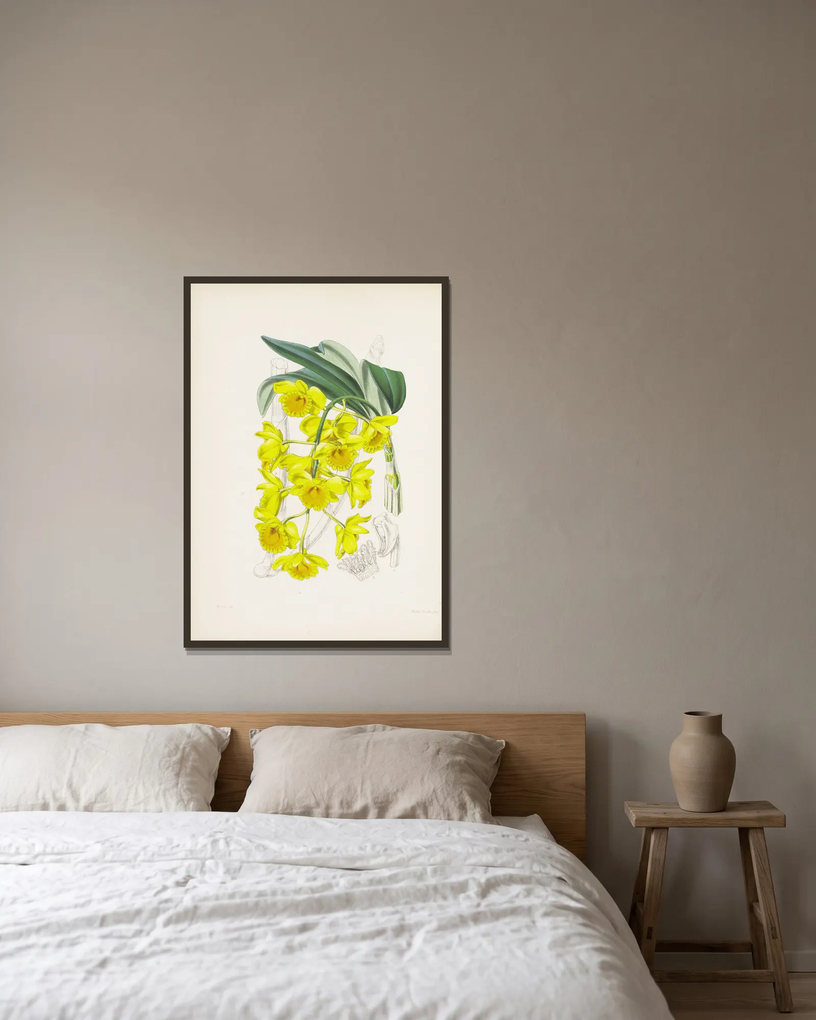 Golden-arched Dendrobium (Dendrobium chrysotoxum) av James Bateman inramad på en vägg