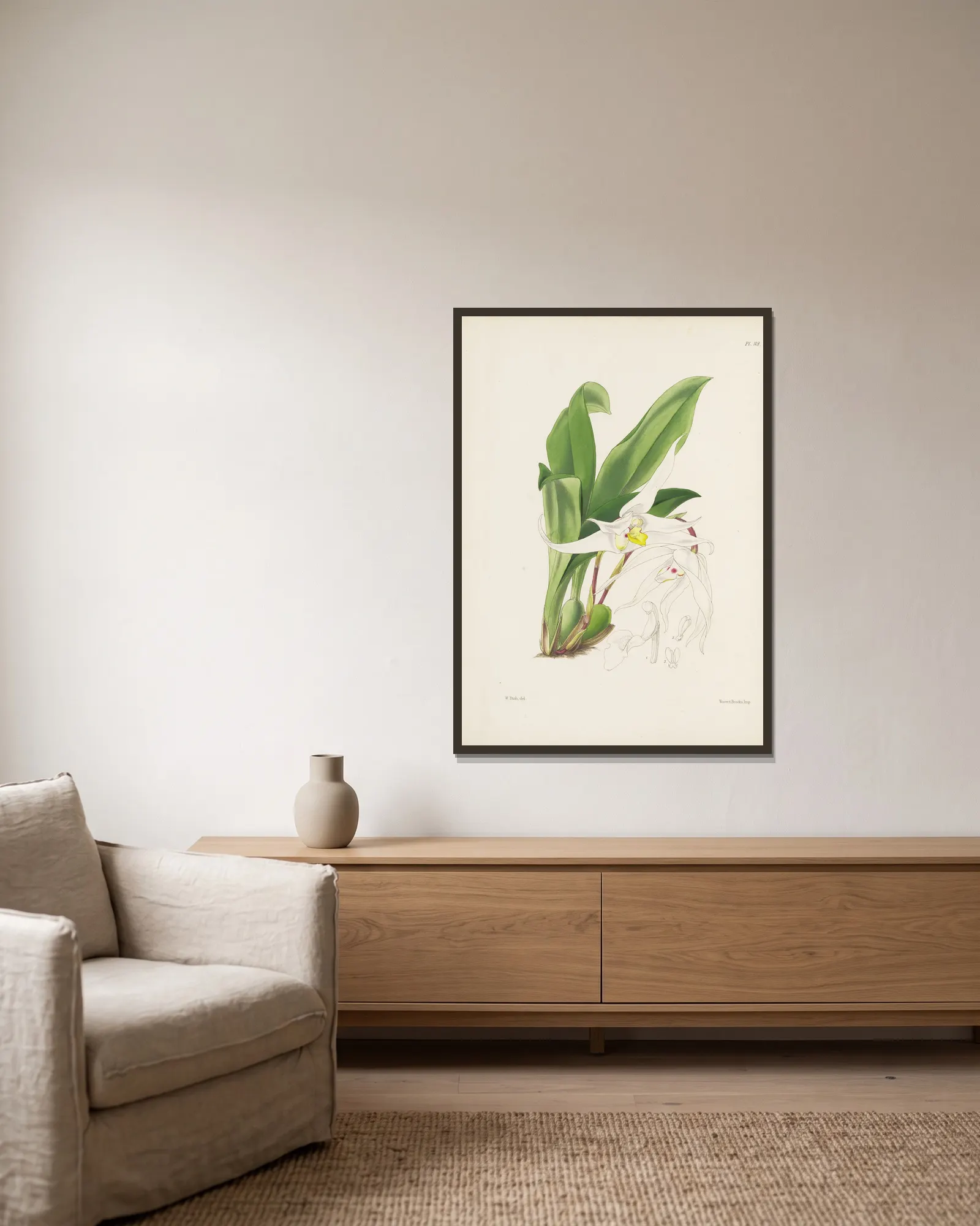 Graceful Maxillaria (Maxillaria venusta) av James Bateman inramad på en vägg