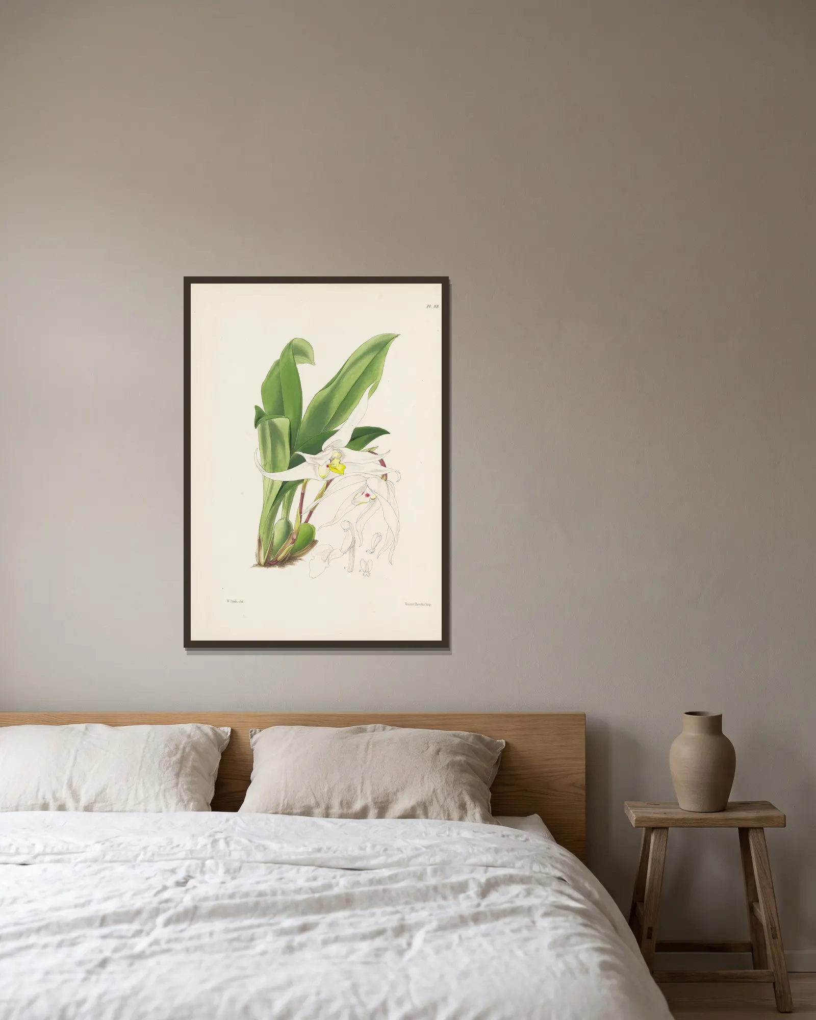Graceful Maxillaria (Maxillaria venusta) av James Bateman inramad på en vägg