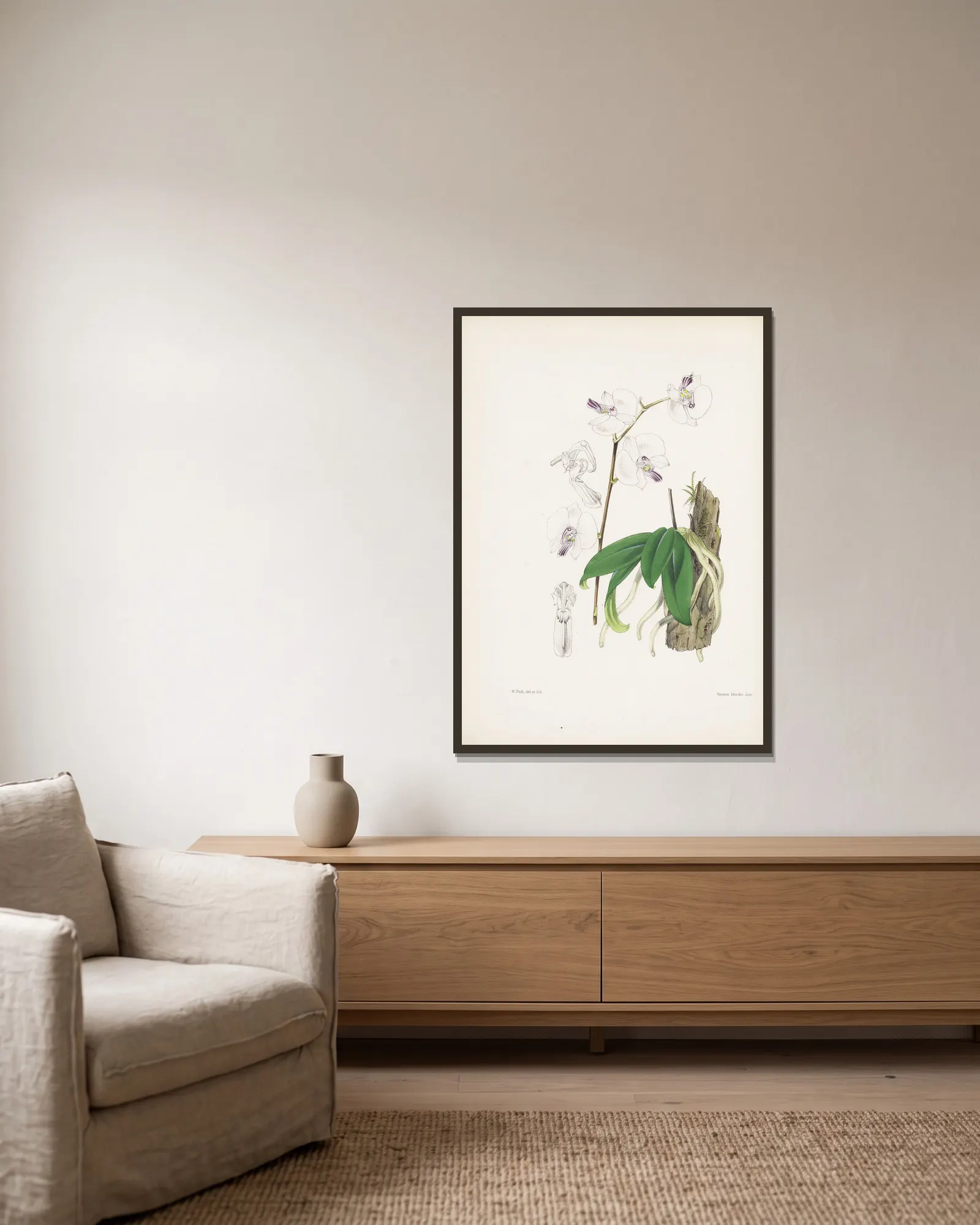 Mr. Low’s Phalaenopsis (Phalaenopsis lowii) av James Bateman inramad på en vägg