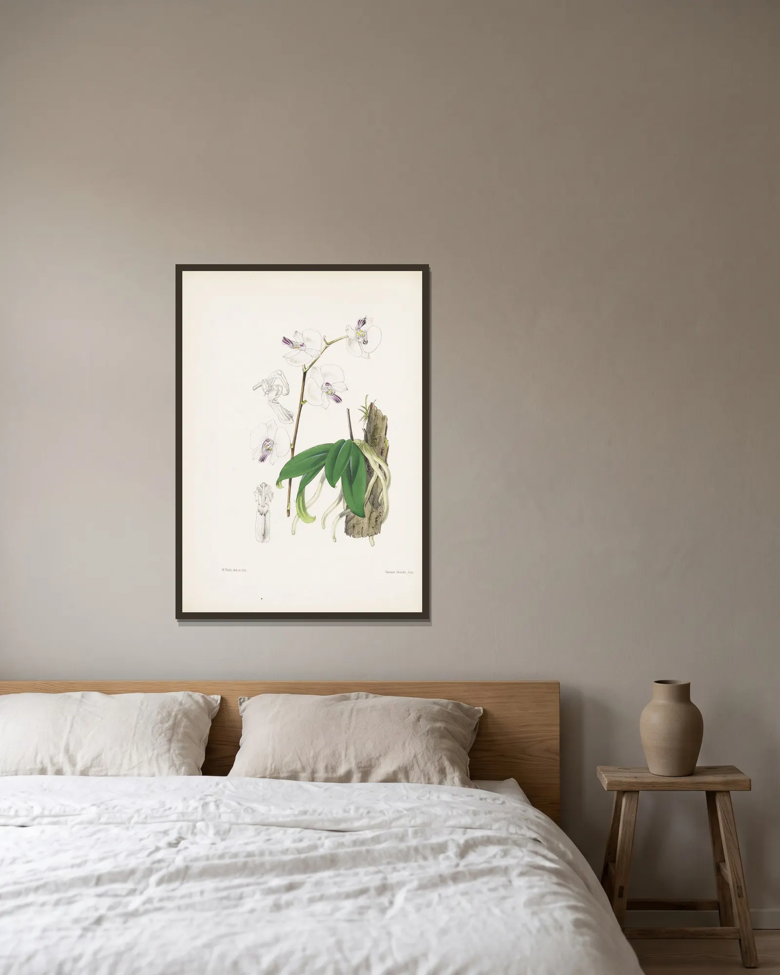 Mr. Low’s Phalaenopsis (Phalaenopsis lowii) av James Bateman inramad på en vägg