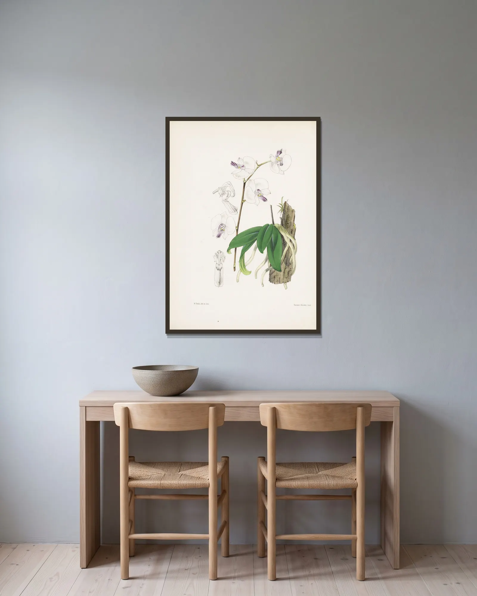 Mr. Low’s Phalaenopsis (Phalaenopsis lowii) av James Bateman inramad på en vägg