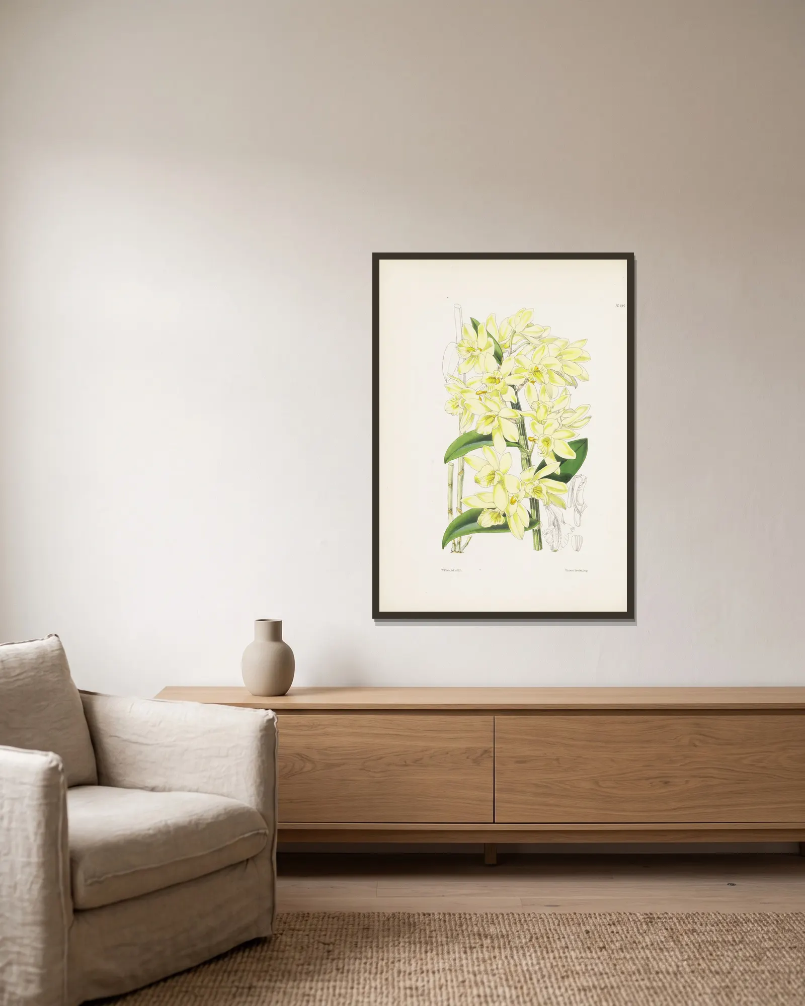 Pale yellowish-flowered Dendrobium (Dendrobium luteolum) av James Bateman inramad på en vägg