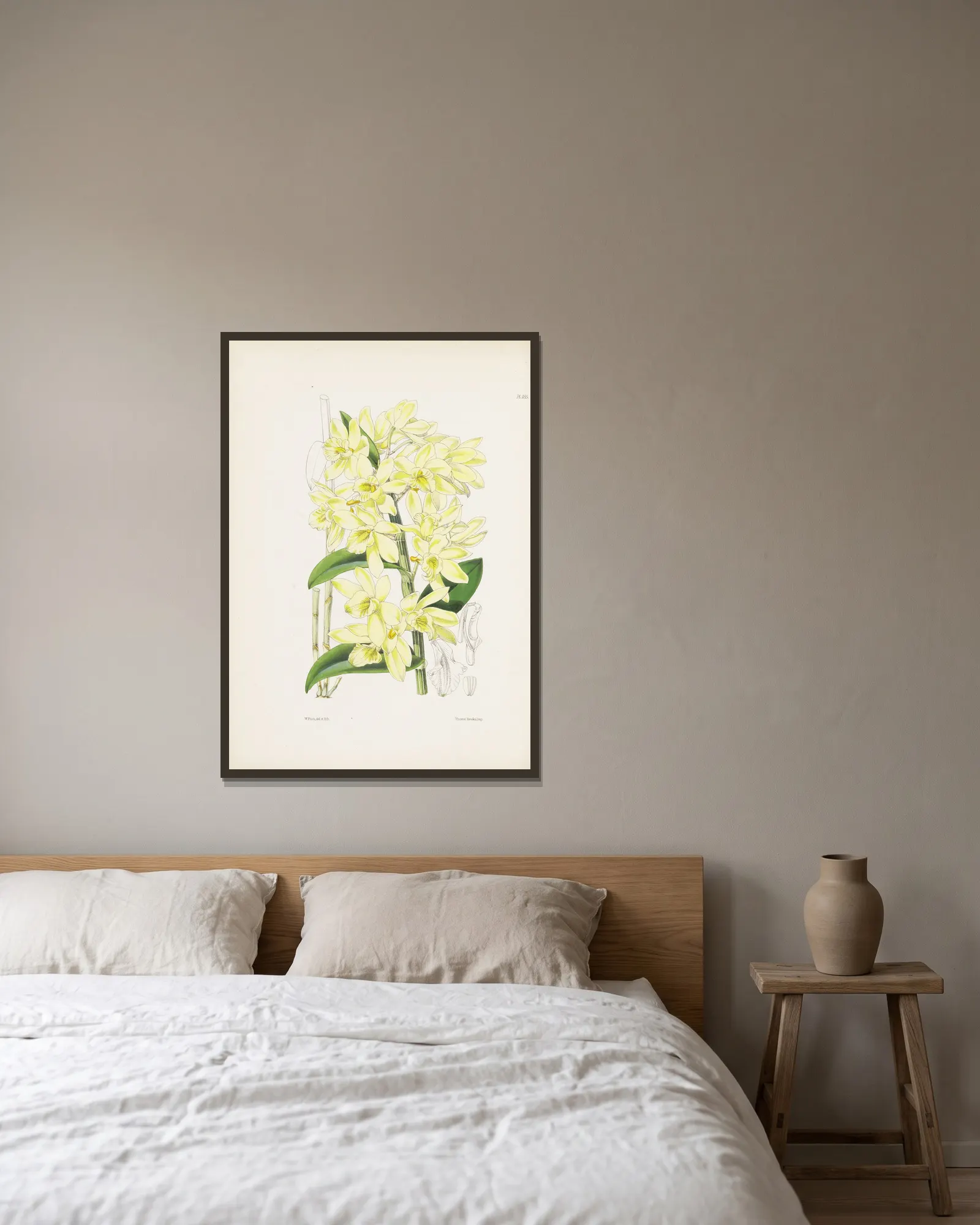 Pale yellowish-flowered Dendrobium (Dendrobium luteolum) av James Bateman inramad på en vägg