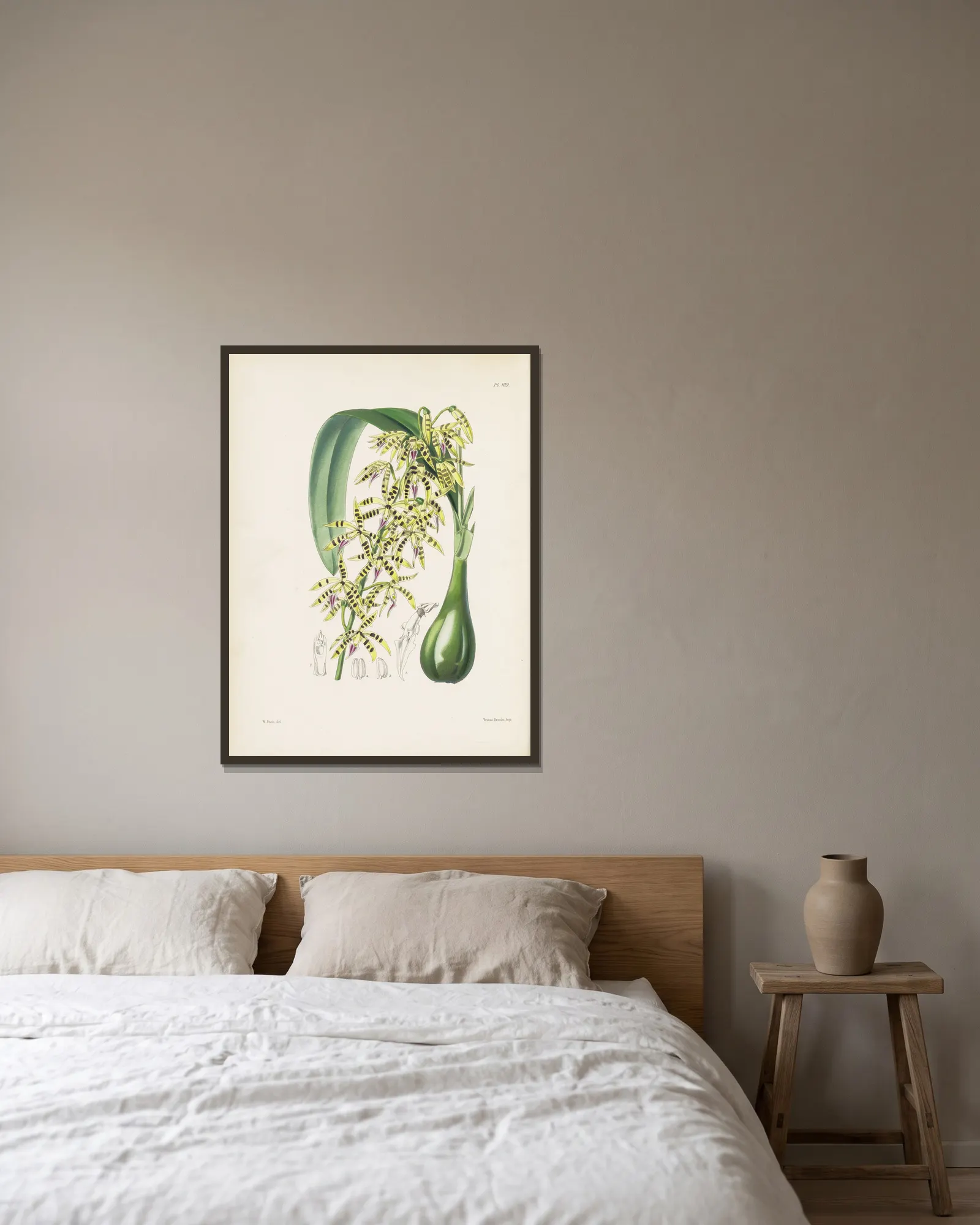 Prism-fruited Epidendrum (Epidendrum prismatocarpum) av James Bateman inramad på en vägg