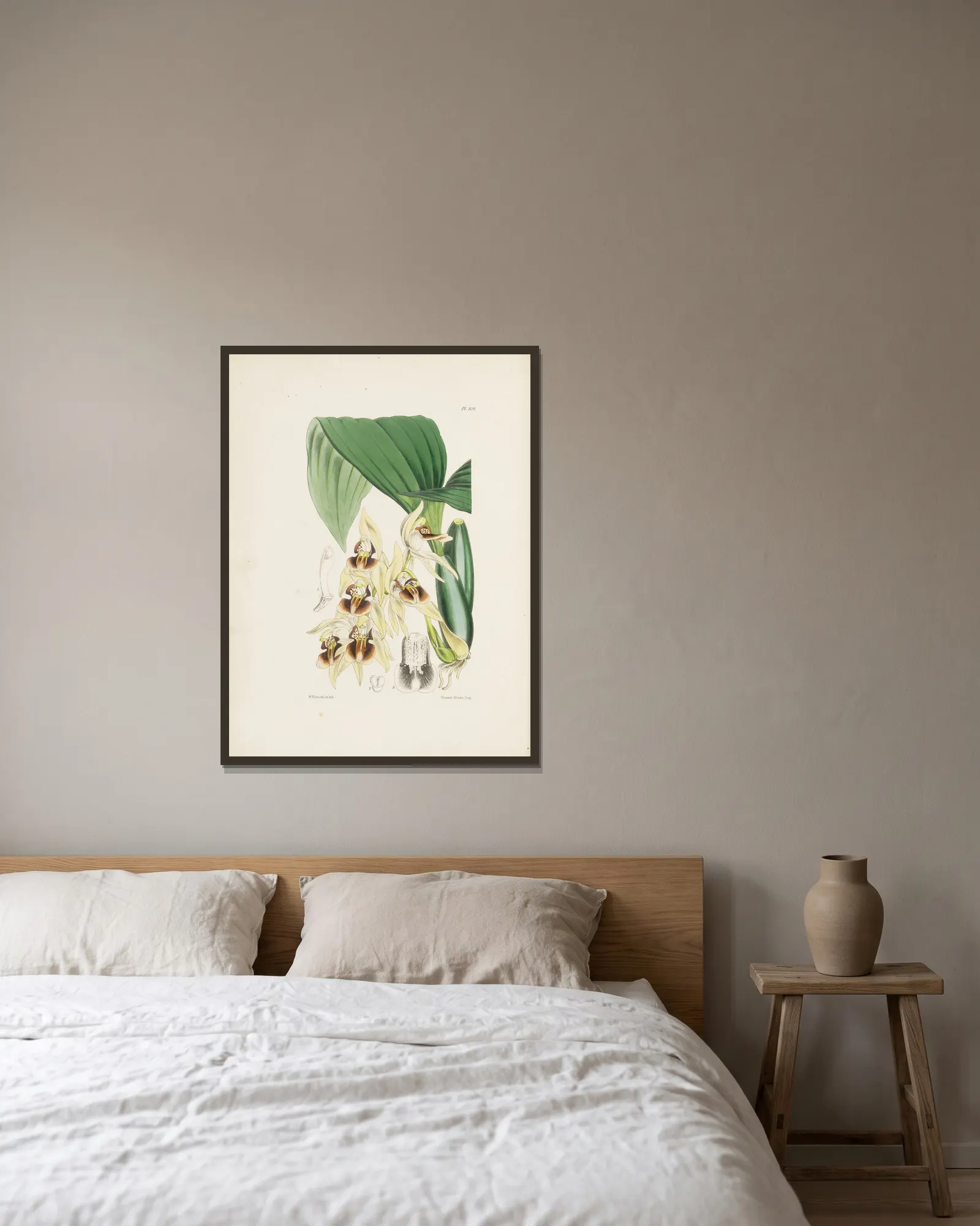 Reddish-brown Coelogyne (Coelogyne fuscescens) av James Bateman inramad på en vägg