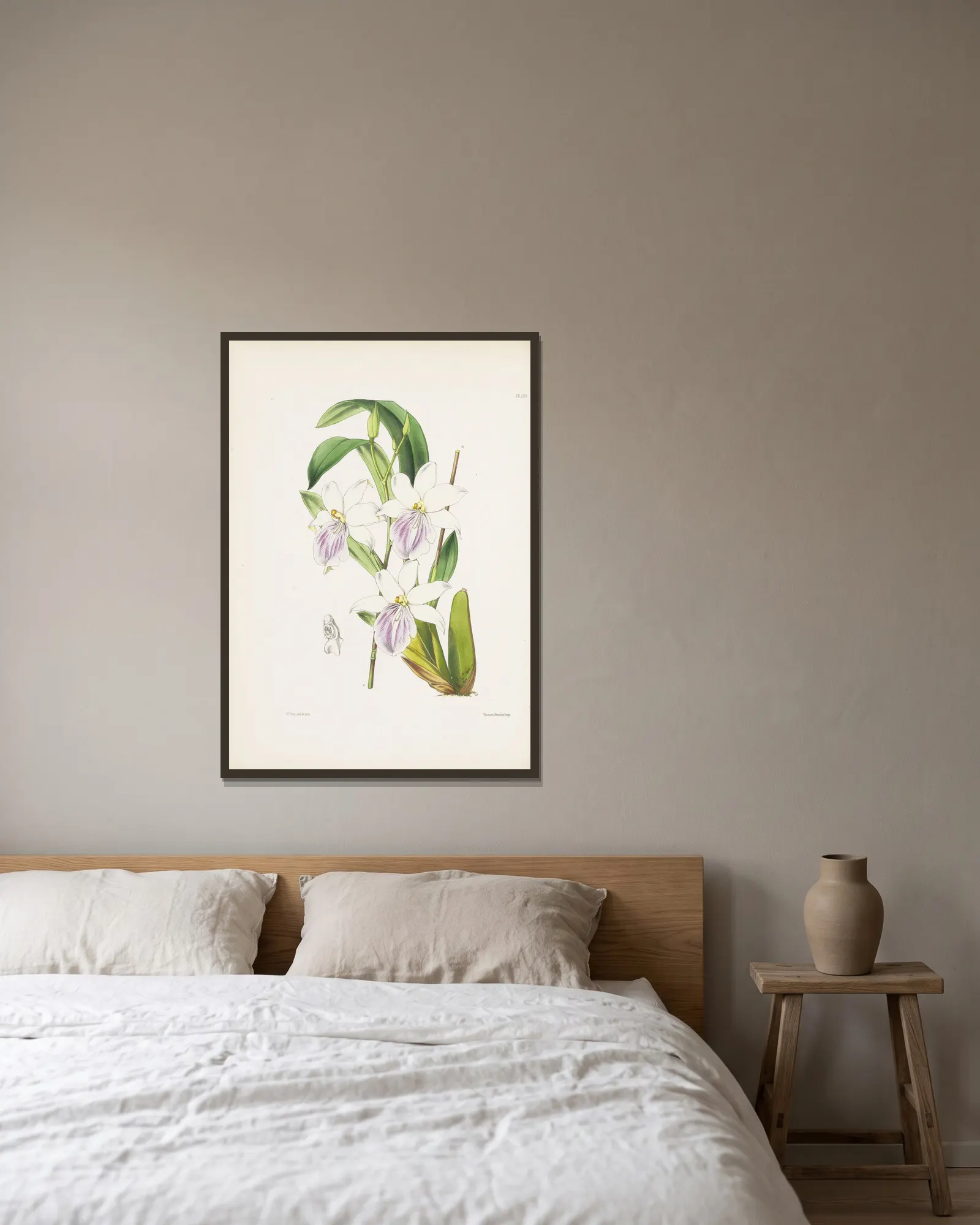 Regnell’s Miltonia (Miltonia regnelli) av James Bateman inramad på en vägg