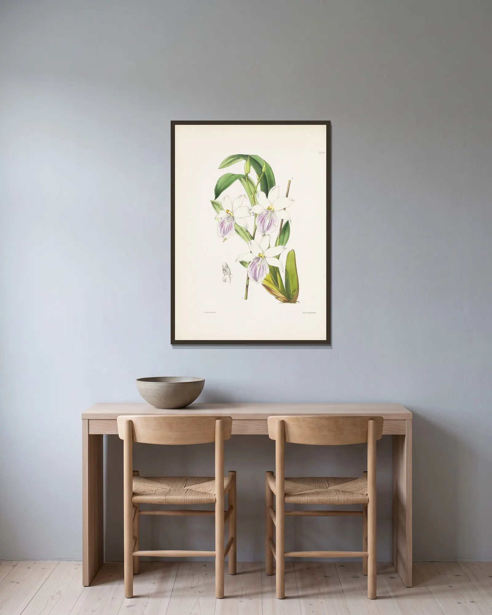 Regnell’s Miltonia (Miltonia regnelli) av James Bateman inramad på en vägg