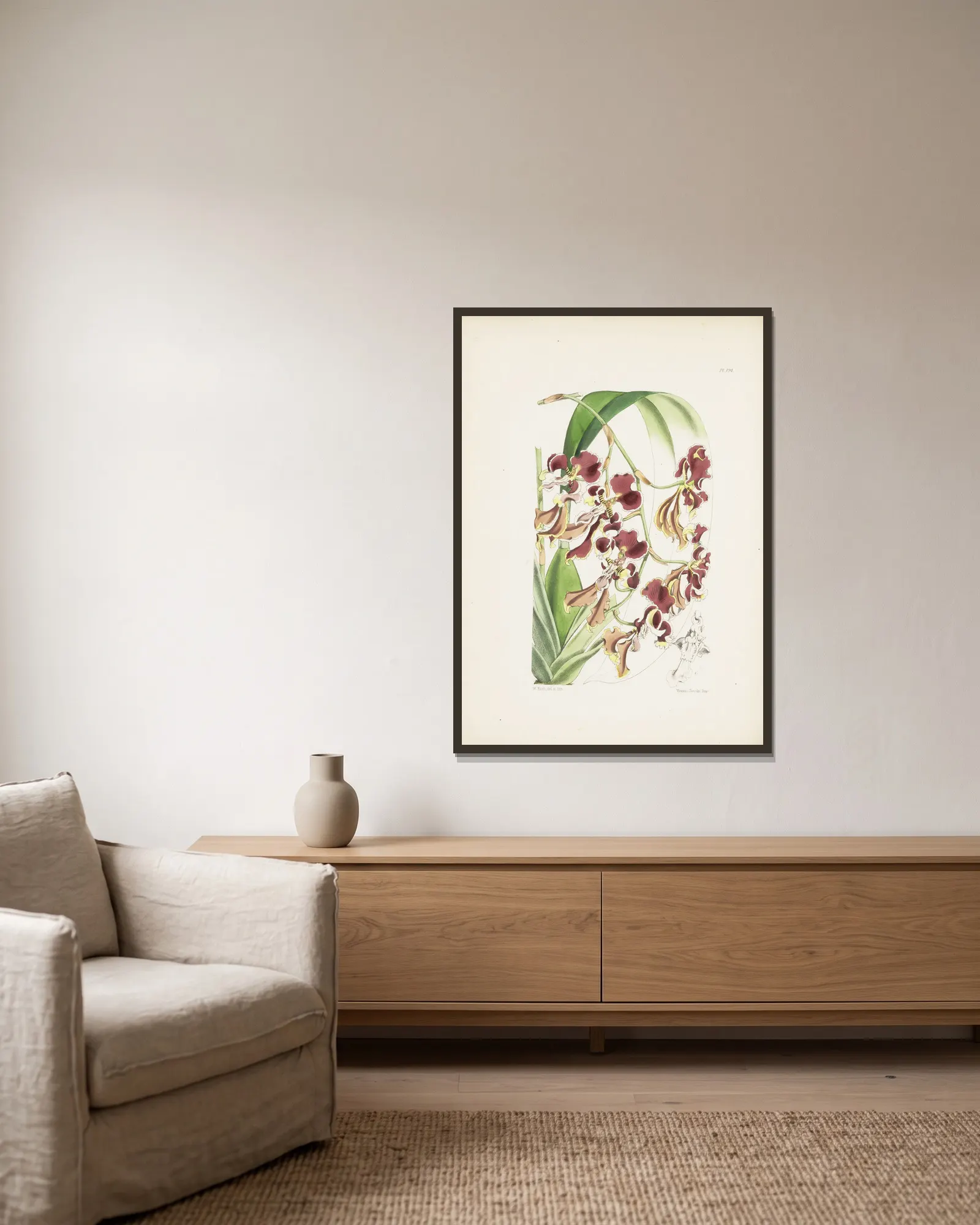 Serrated Oncidium (Oncidium serratum) av James Bateman inramad på en vägg