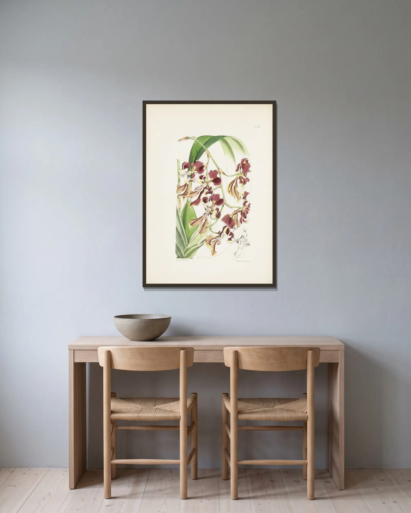 Serrated Oncidium (Oncidium serratum) av James Bateman inramad på en vägg