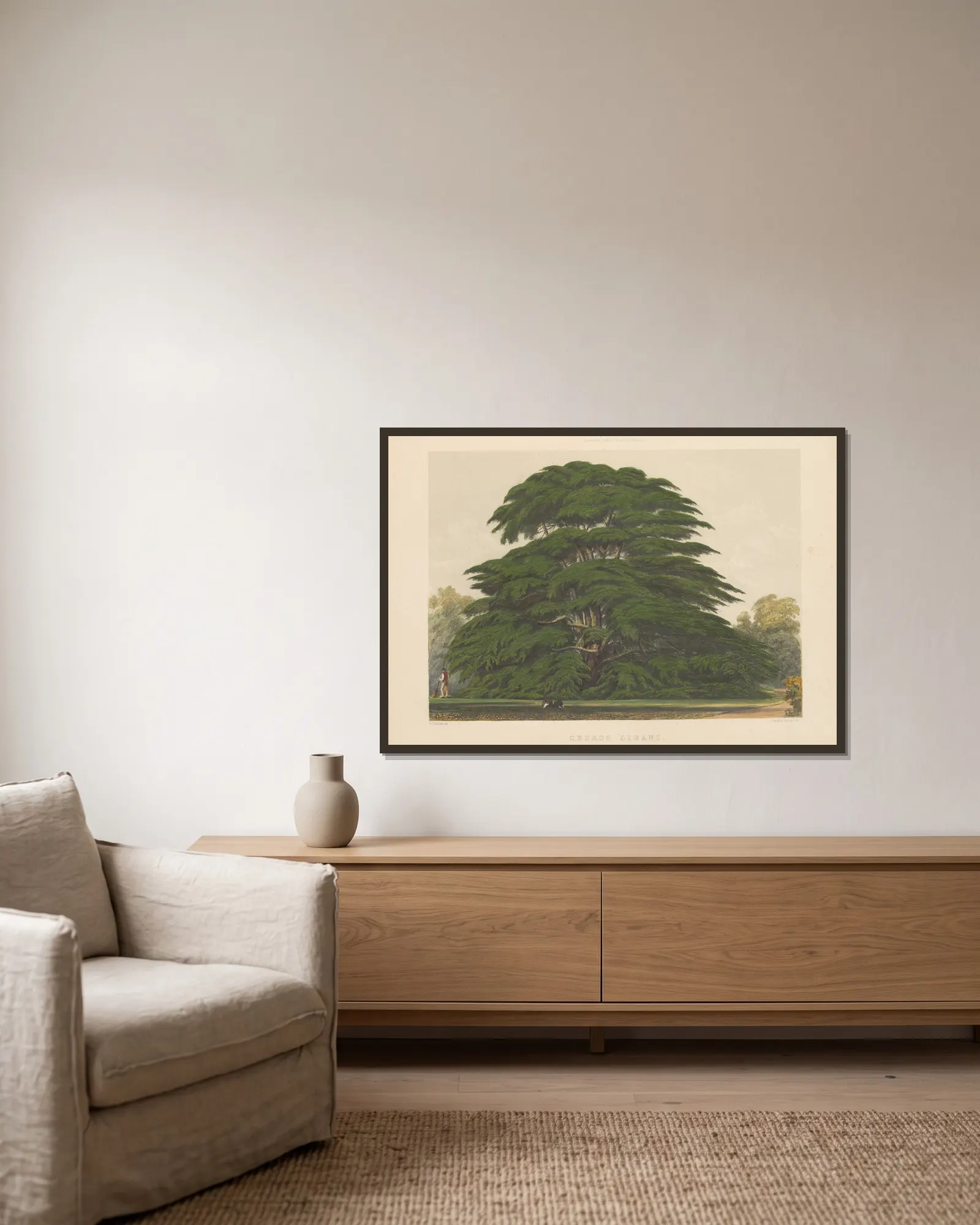 Cedrus libani av Edward James Ravenscroft inramad på en vägg
