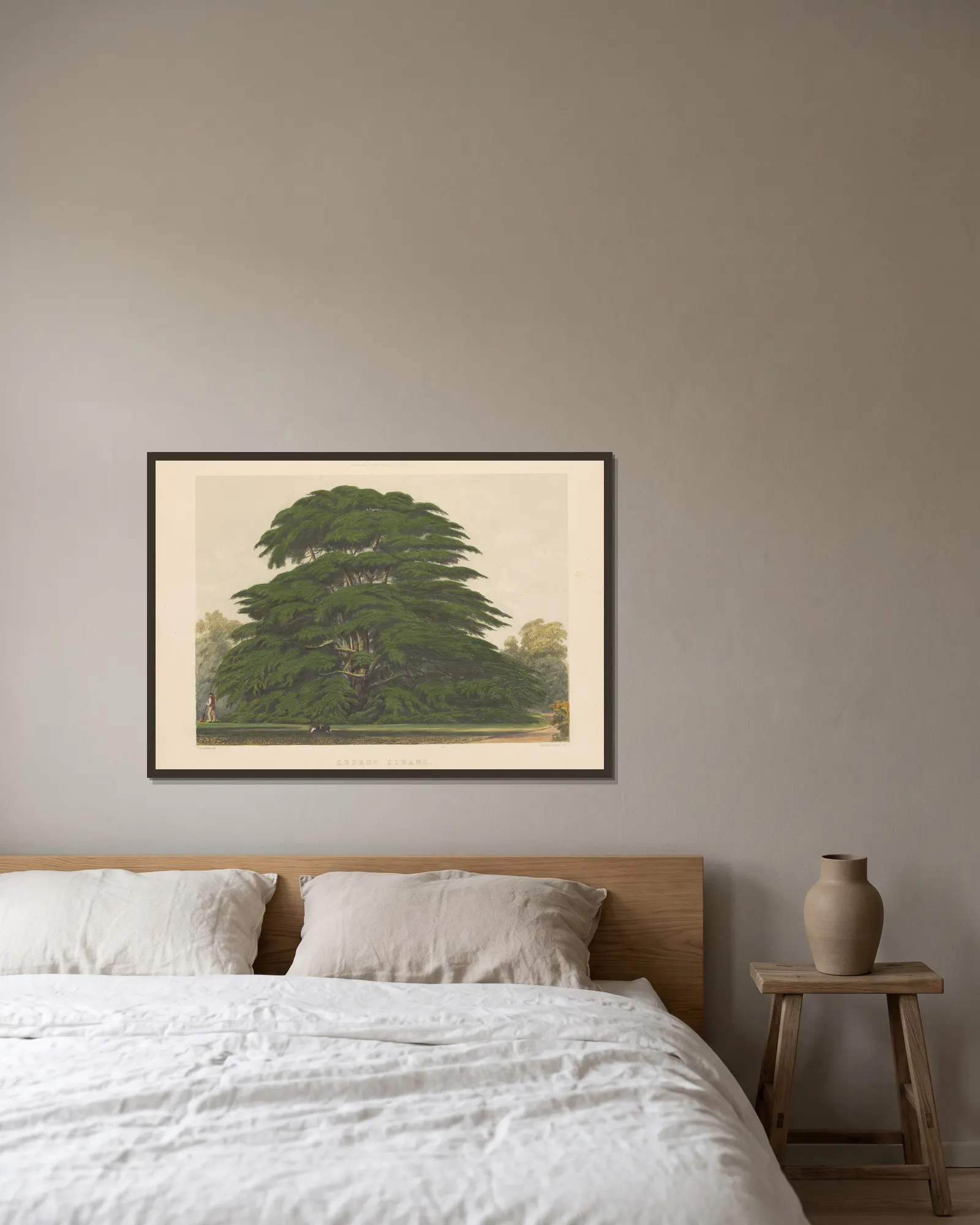 Cedrus libani av Edward James Ravenscroft inramad på en vägg