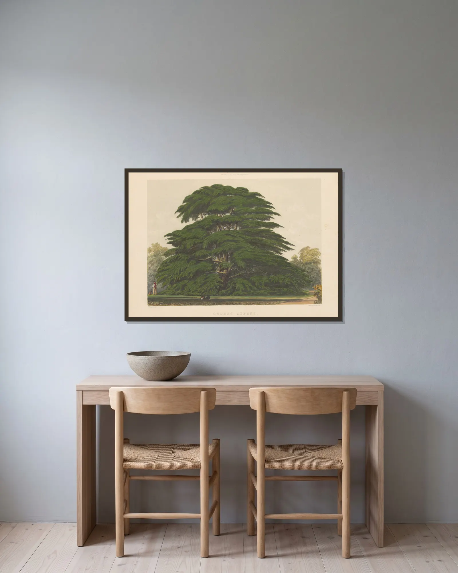Cedrus libani av Edward James Ravenscroft inramad på en vägg