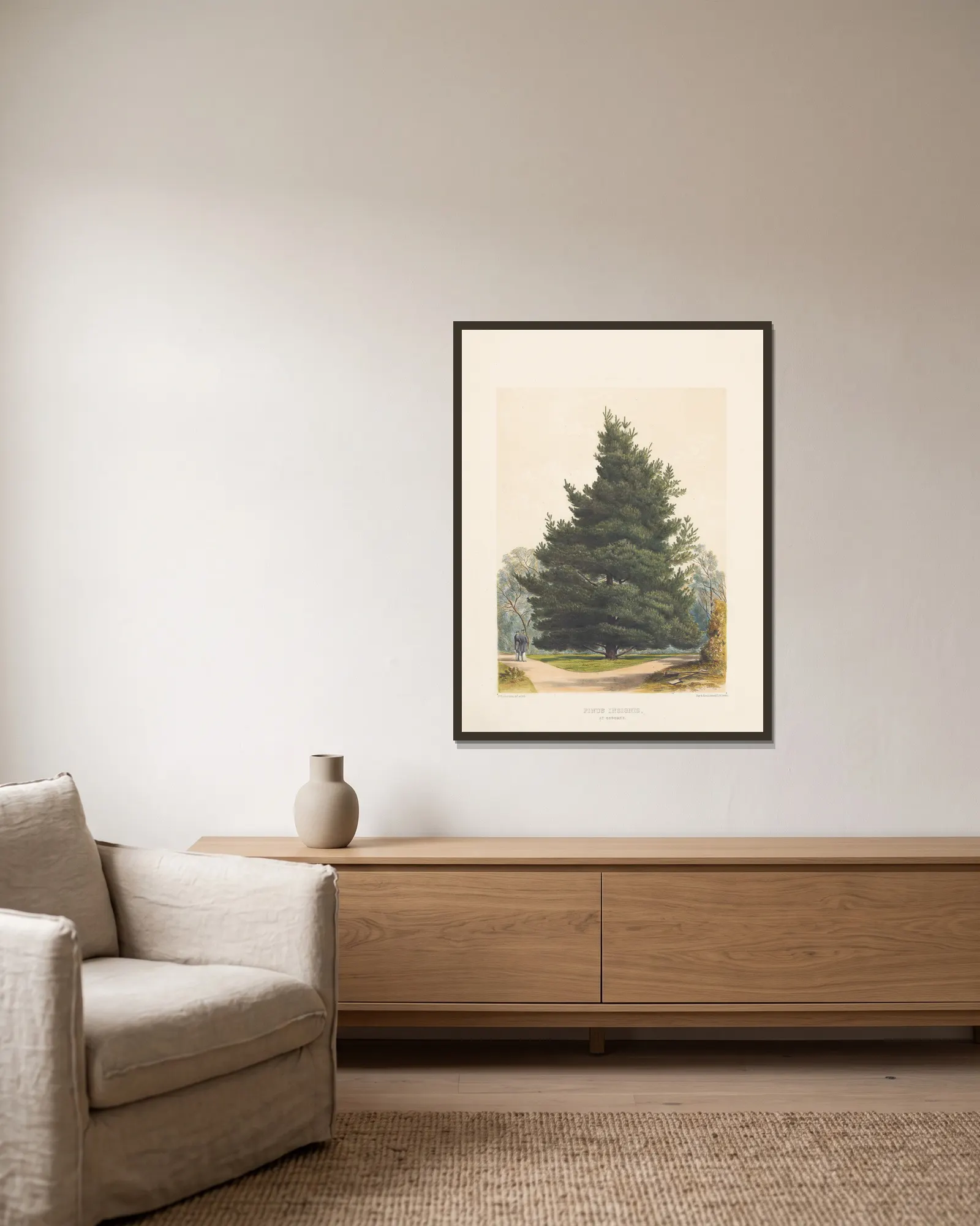 Pinus insignis, 1884 – nr 2 av Edward James Ravenscroft inramad på en vägg