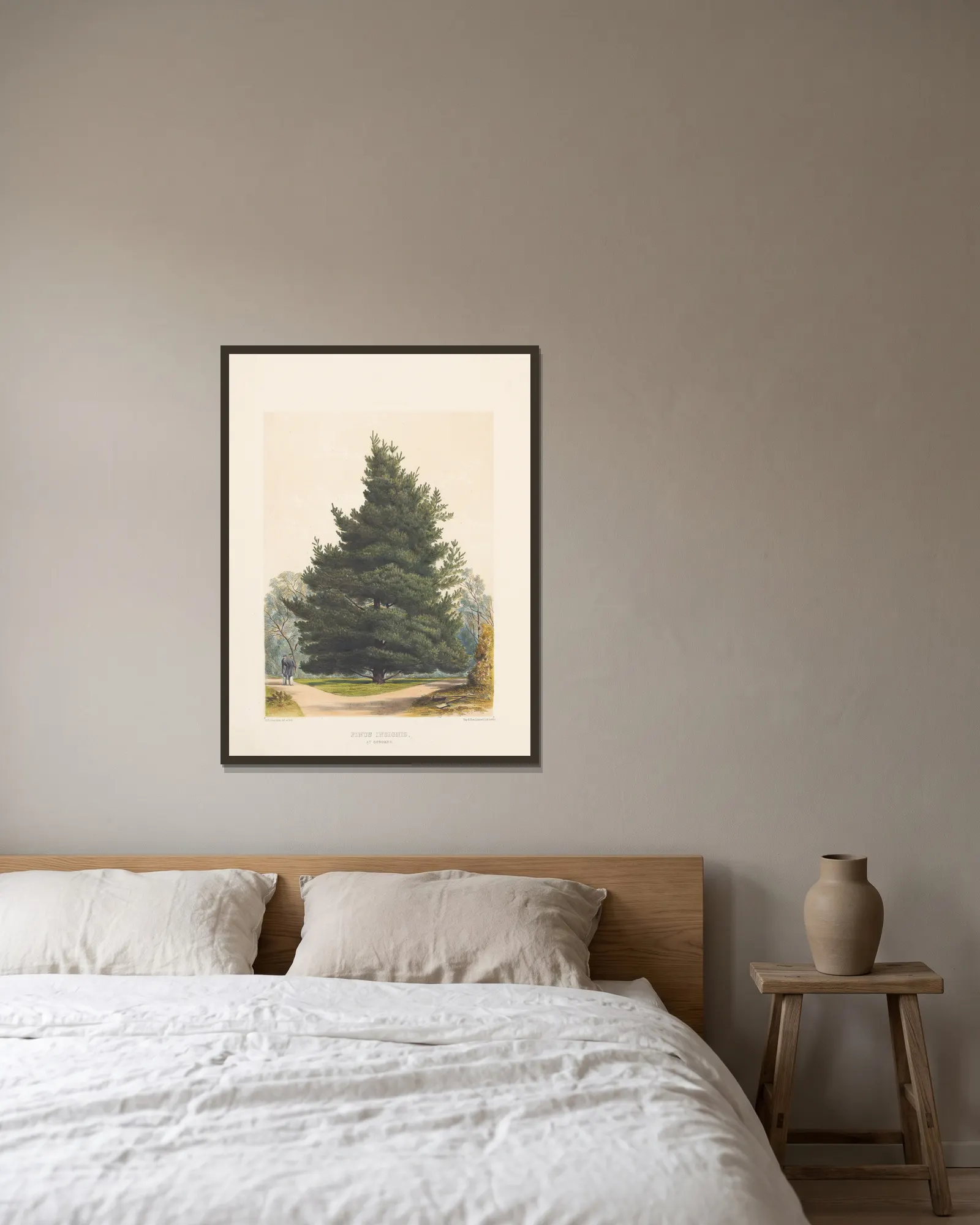 Pinus insignis, 1884 – nr 2 av Edward James Ravenscroft inramad på en vägg