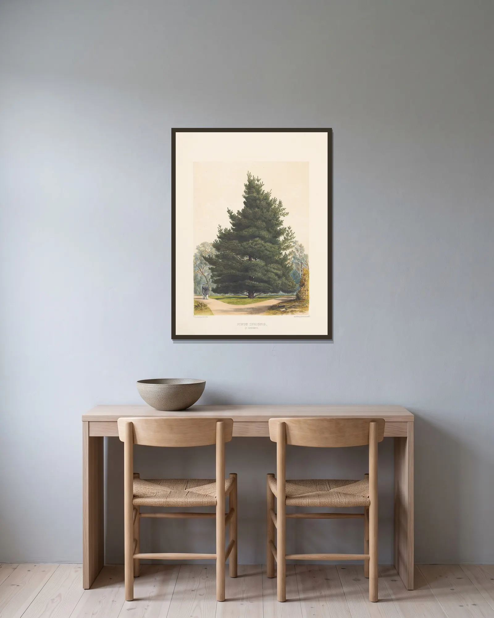 Pinus insignis, 1884 – nr 2 av Edward James Ravenscroft inramad på en vägg