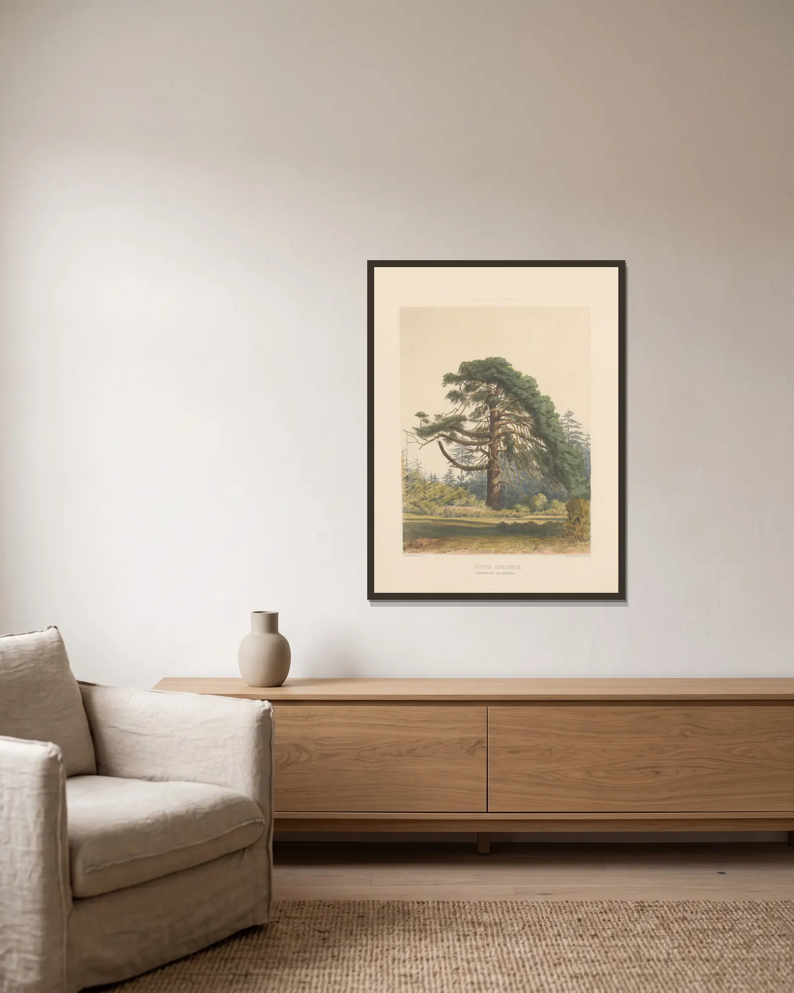 Pinus insignis, 1884 – nr 1 av Edward James Ravenscroft inramad på en vägg