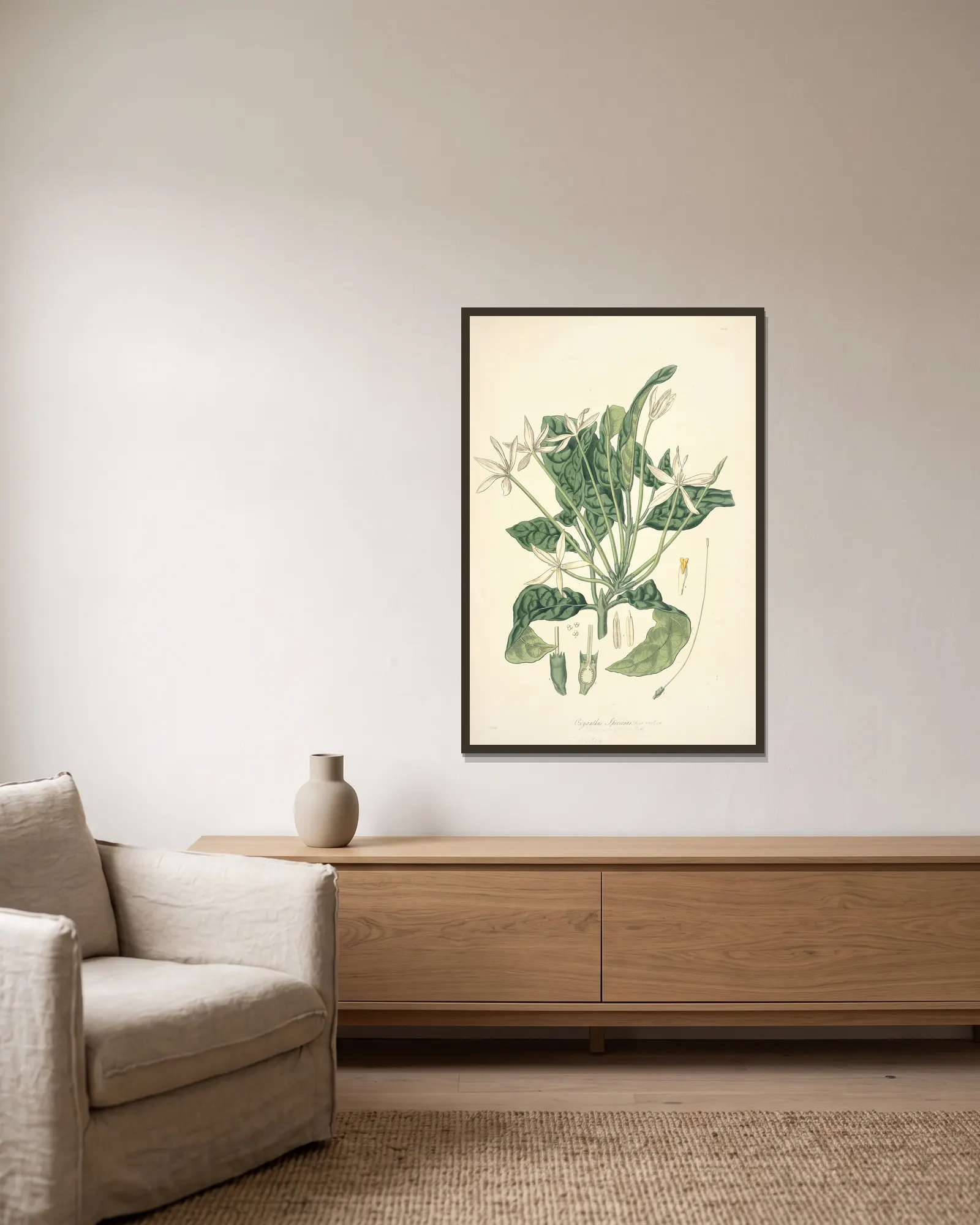 Collectanea botanica Pl.13 av John Lindley inramad på en vägg
