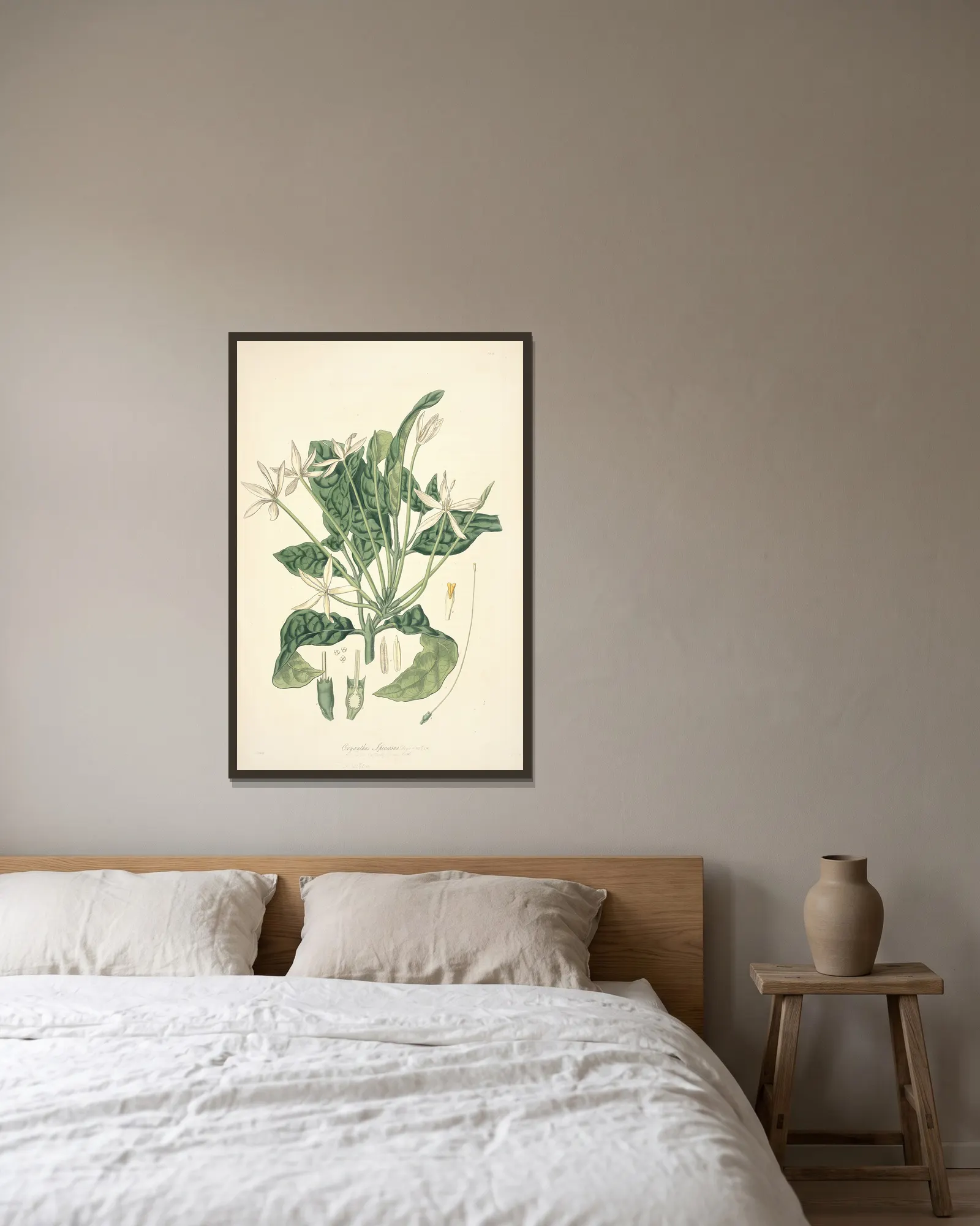 Collectanea botanica Pl.13 av John Lindley inramad på en vägg