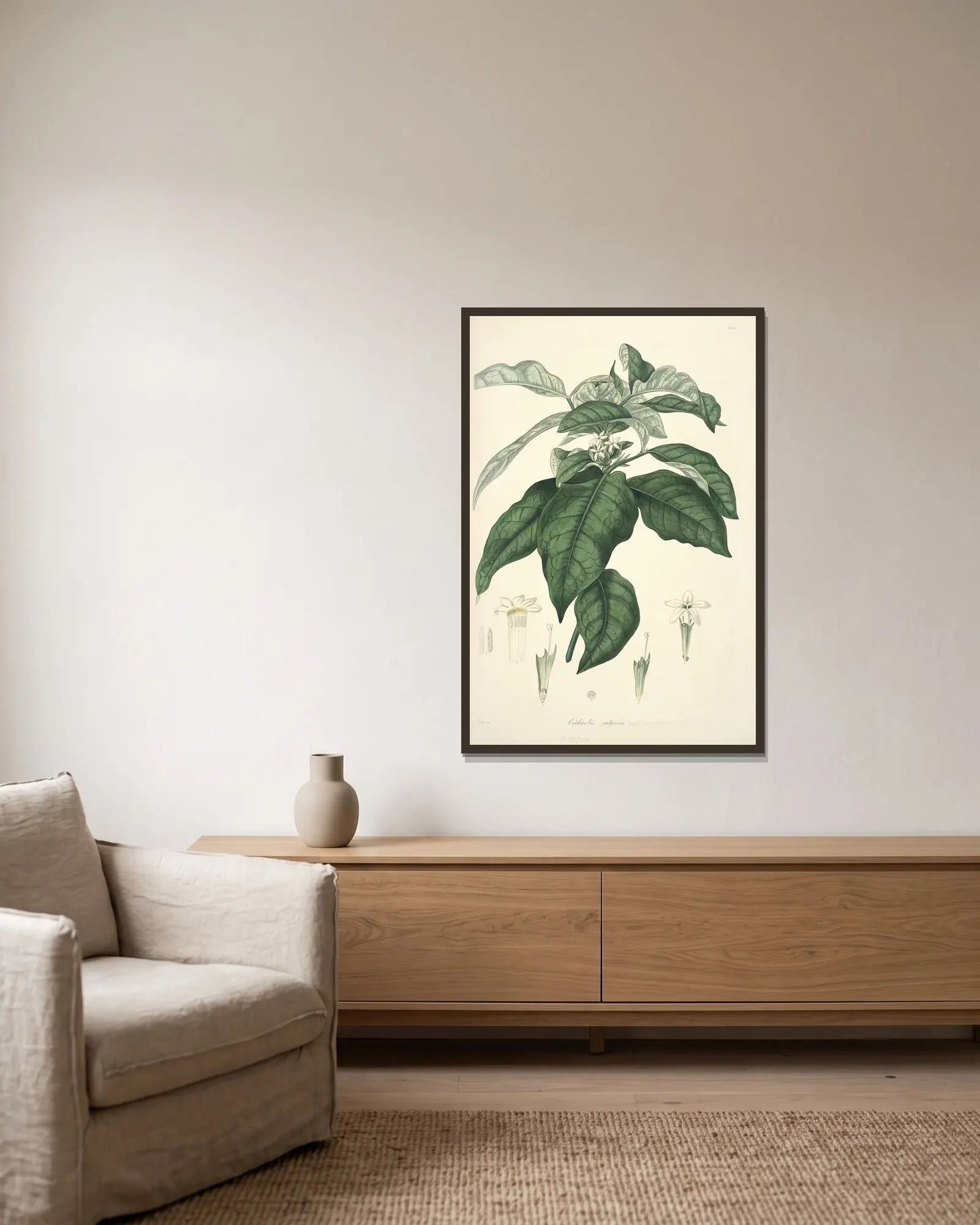 Collectanea botanica Pl.21 av John Lindley inramad på en vägg