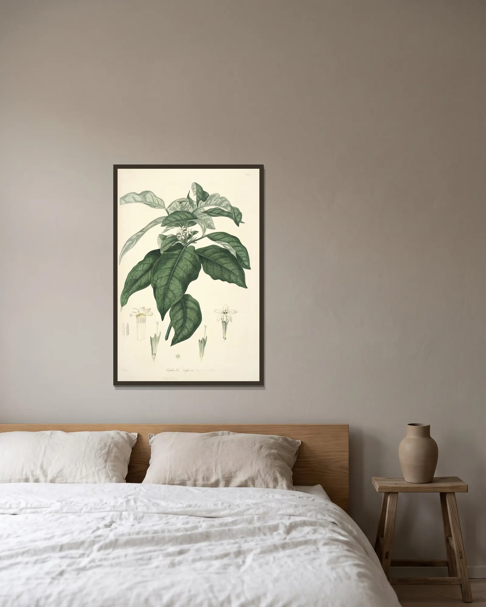 Collectanea botanica Pl.21 av John Lindley inramad på en vägg