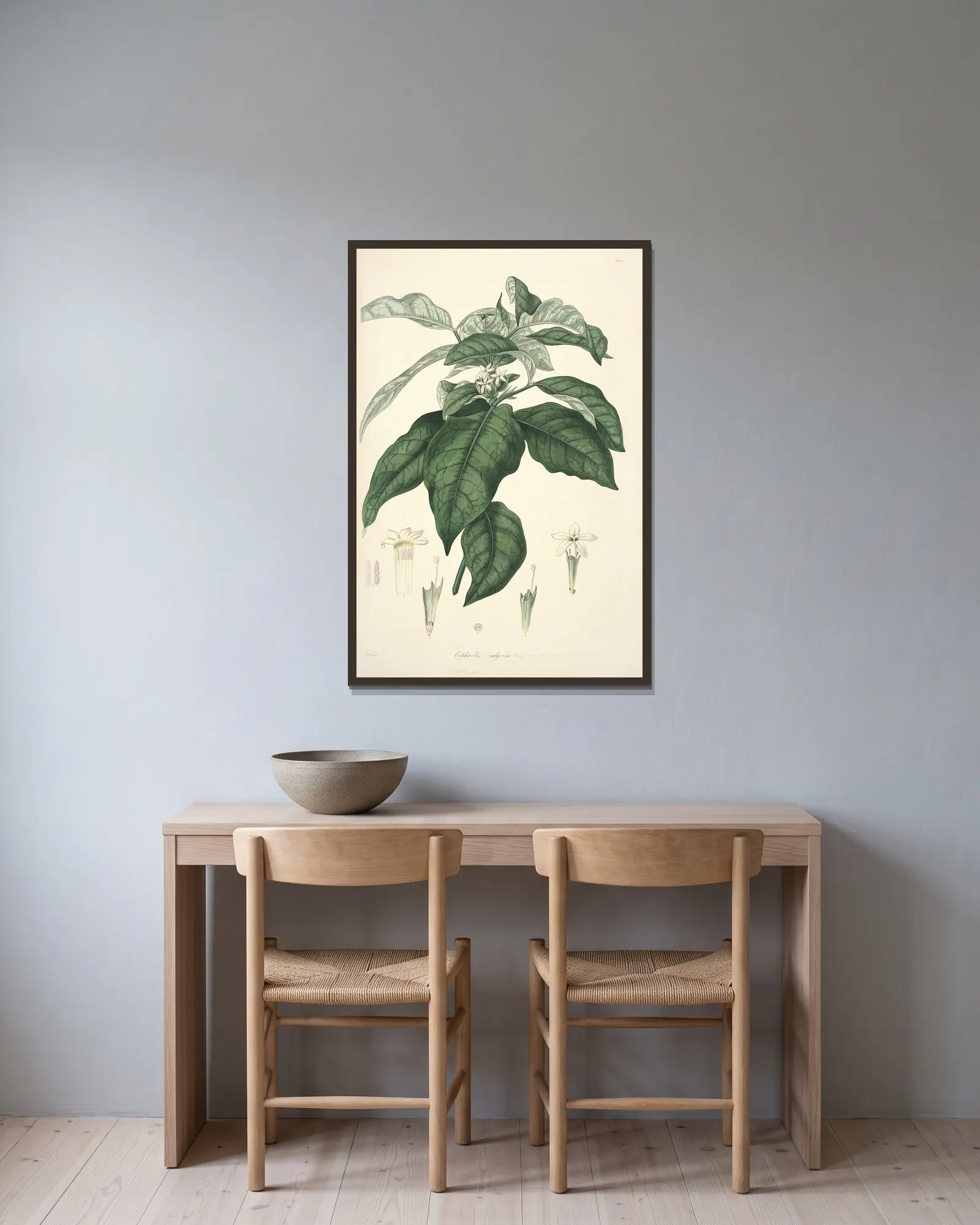 Collectanea botanica Pl.21 av John Lindley inramad på en vägg