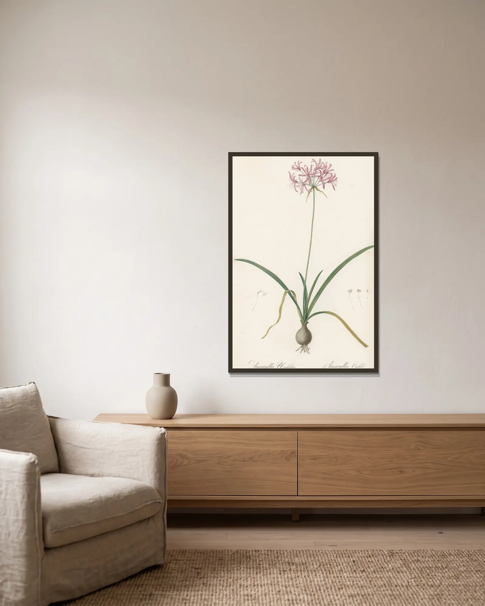 Amaryllis undulata av Pierre Joseph Redouté inramad på en vägg