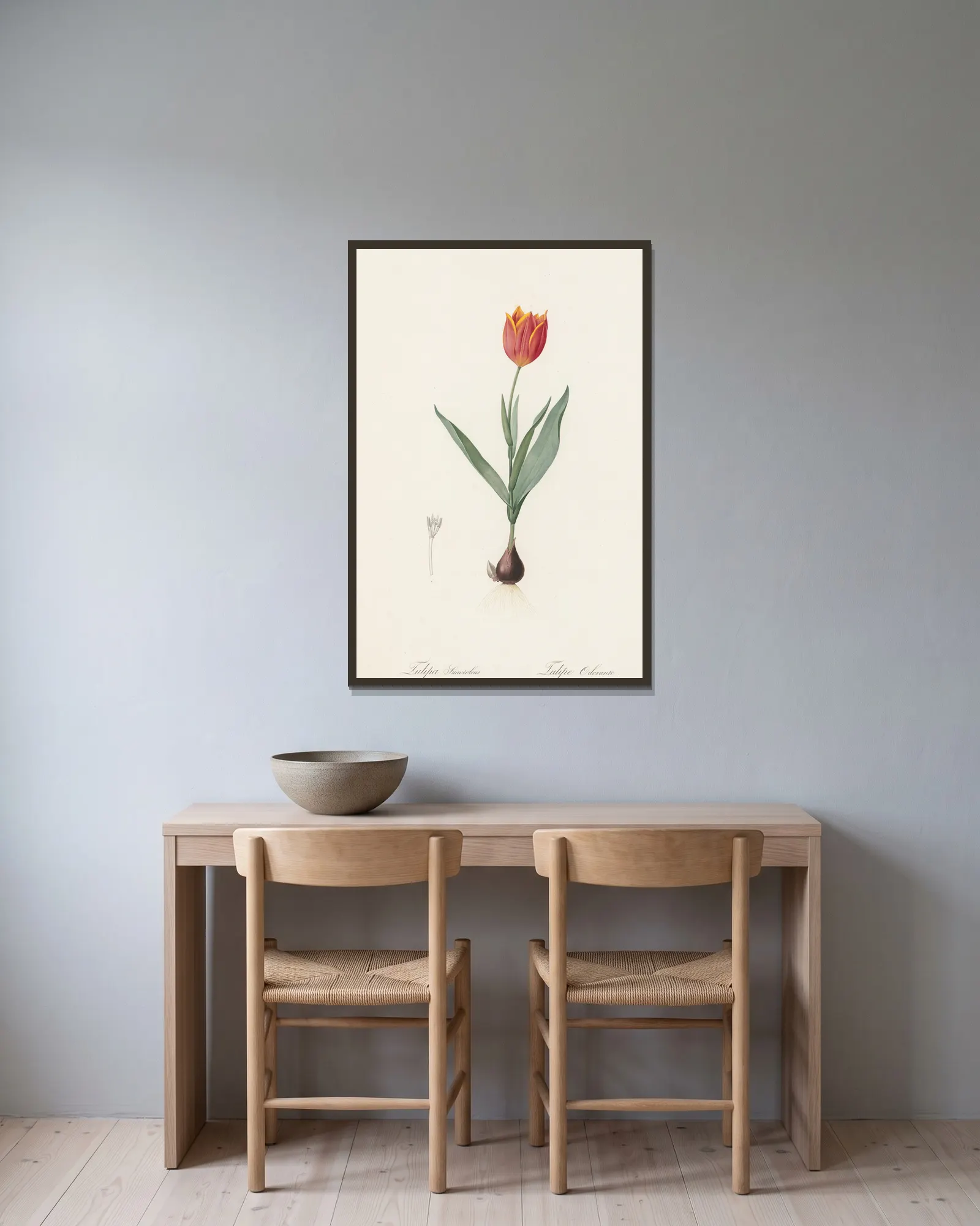 Tulipa suaveolens av Pierre Joseph Redouté inramad på en vägg