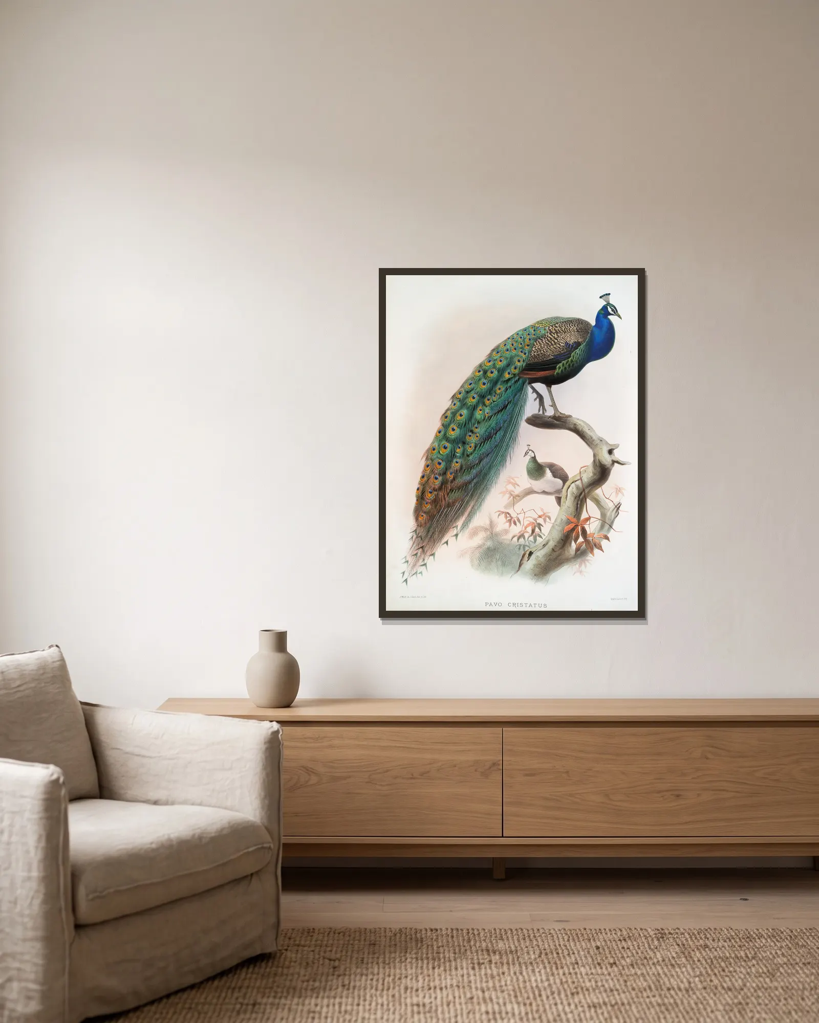 Pavo cristatus. av Joseph Smit inramad på en vägg