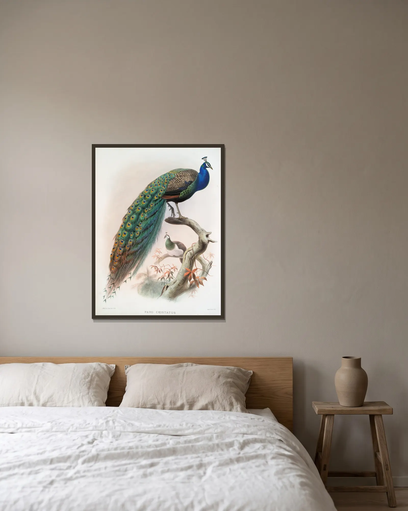 Pavo cristatus. av Joseph Smit inramad på en vägg