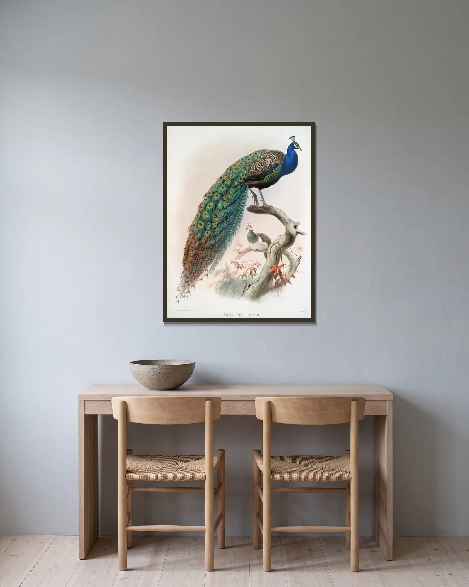 Pavo cristatus. av Joseph Smit inramad på en vägg