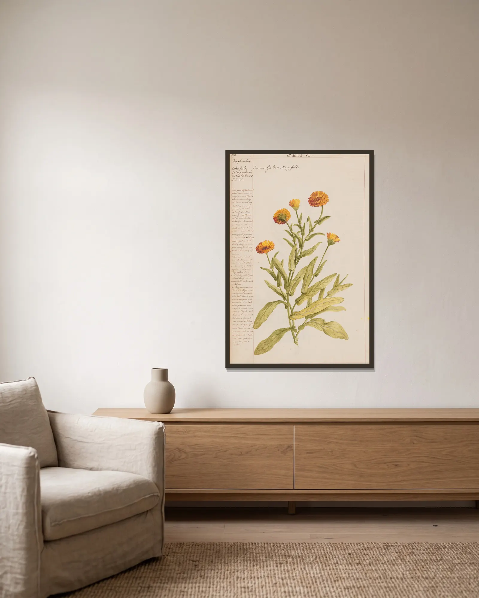 Common Garden Marigold av Joshua Webster inramad på en vägg