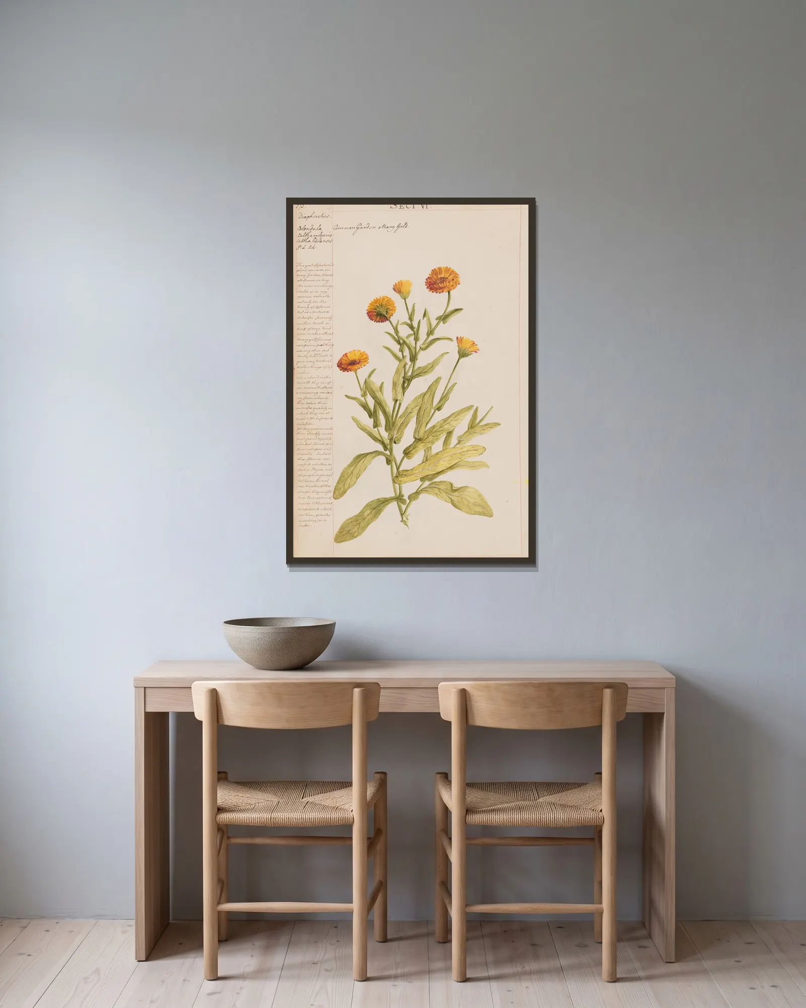 Common Garden Marigold av Joshua Webster inramad på en vägg