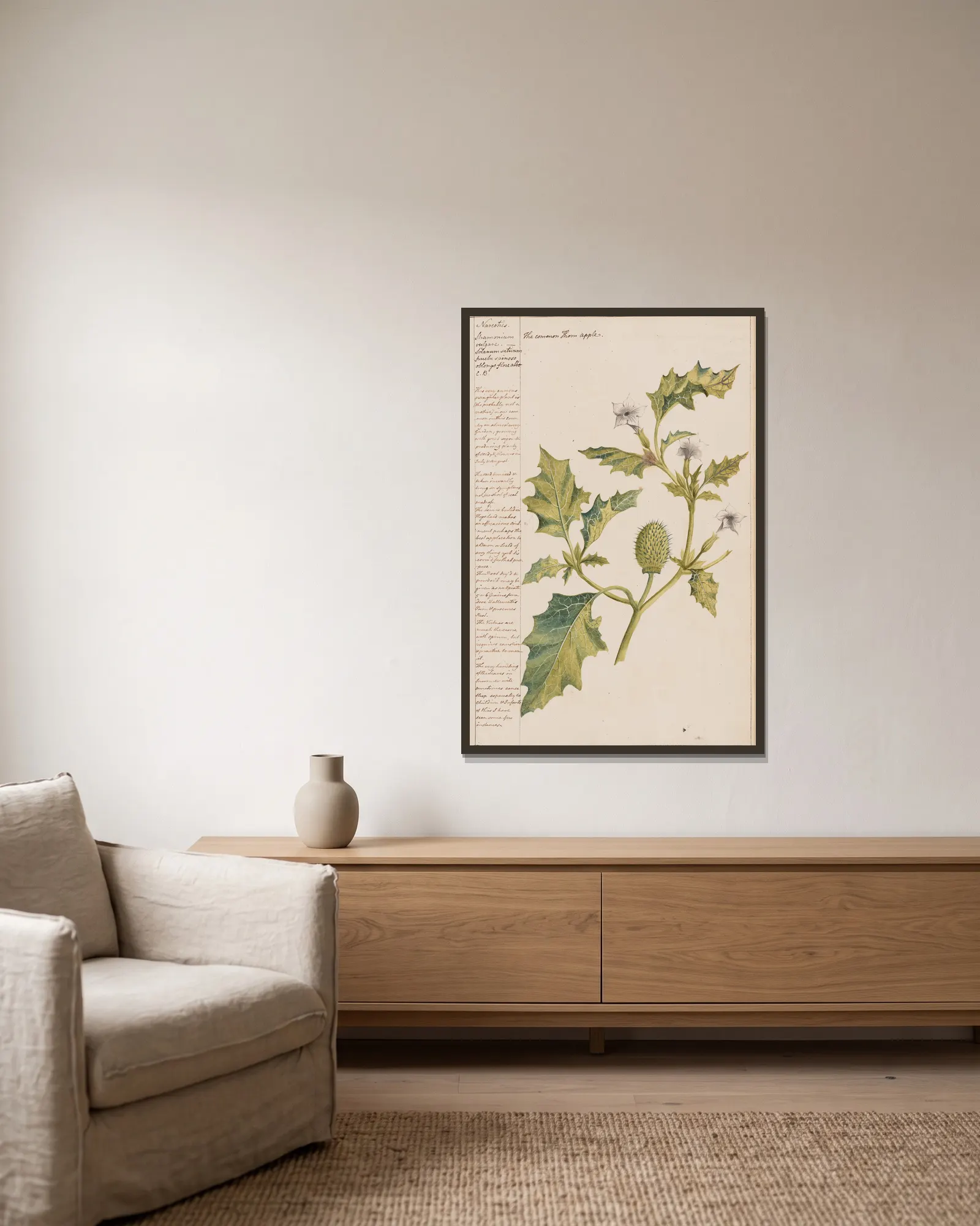 The Common Thorn Apple av Joshua Webster inramad på en vägg