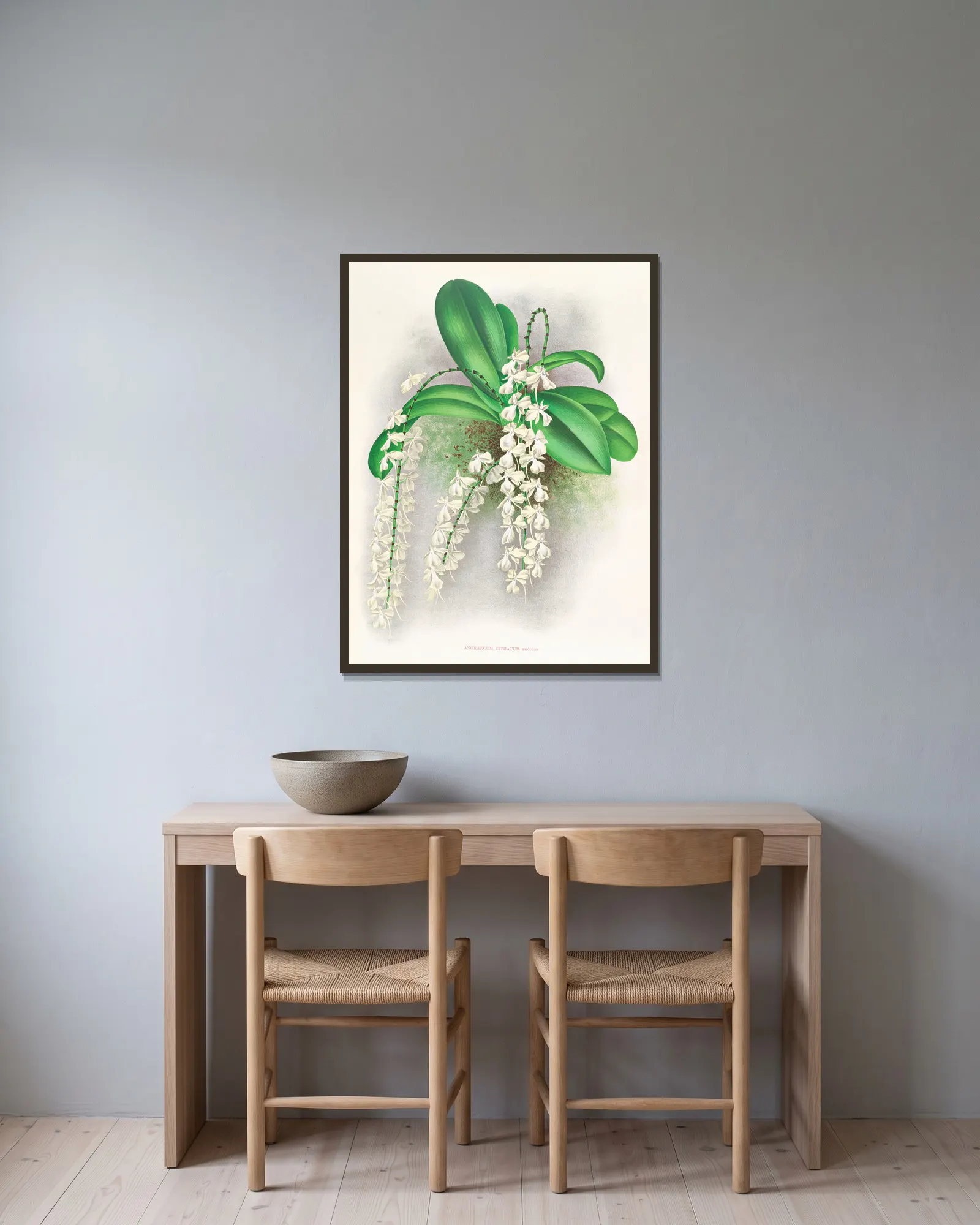 Angraecum citratum av Jean Jules Linden inramad på en vägg