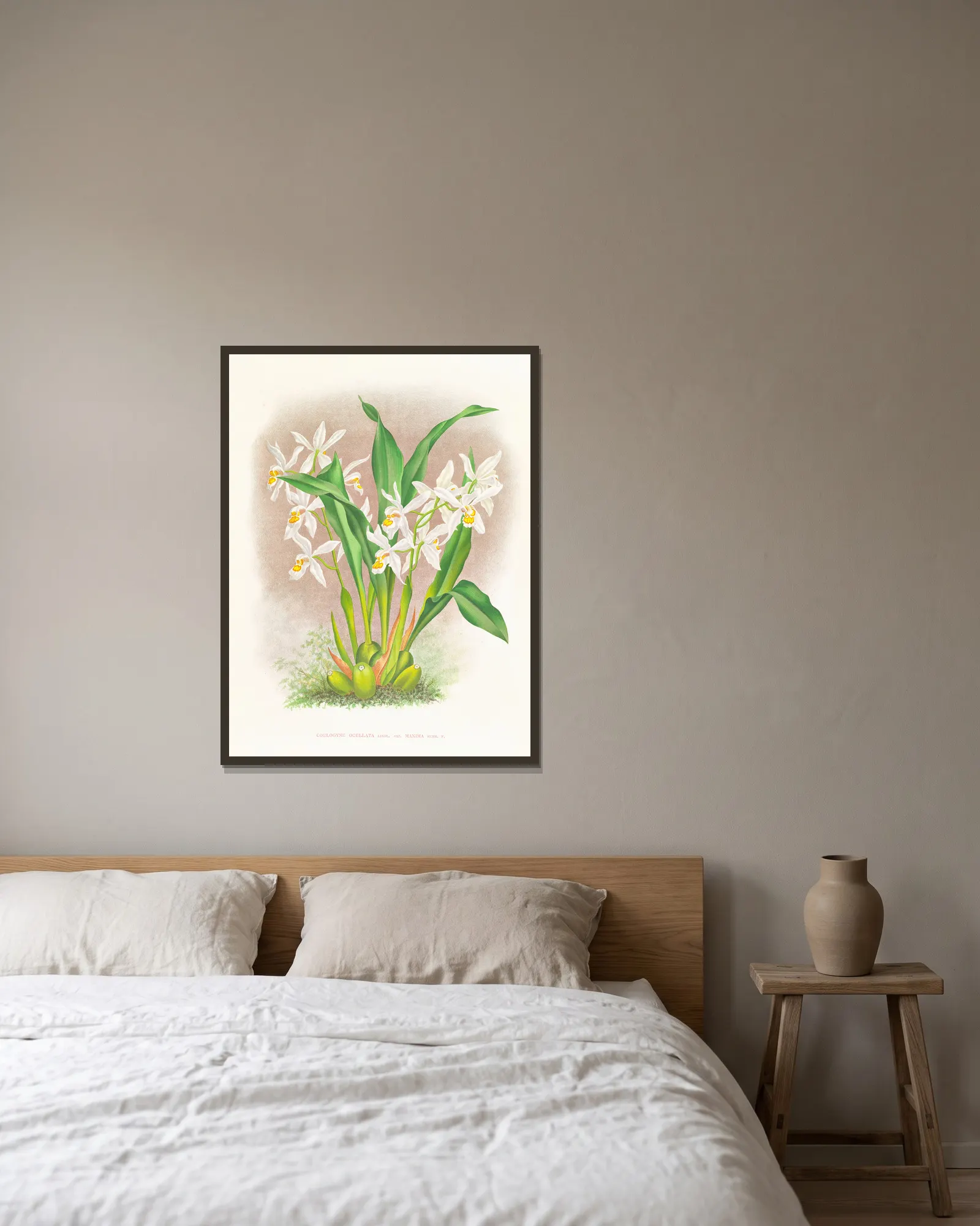 Coelogyne ocellata av Jean Jules Linden inramad på en vägg