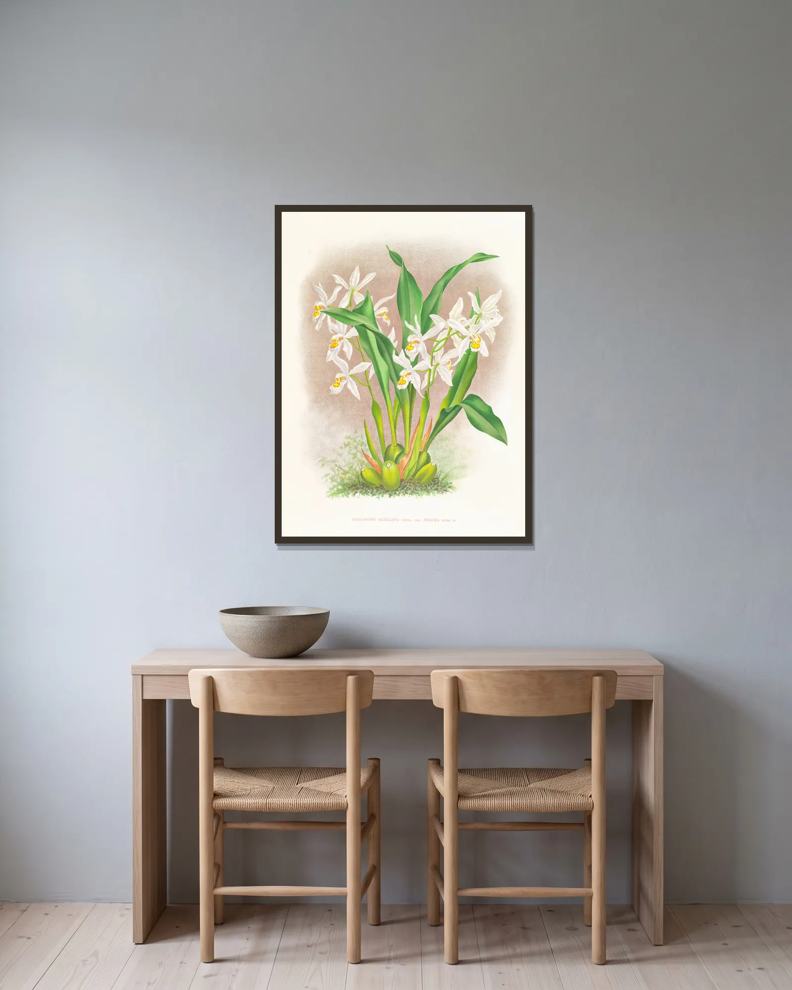 Coelogyne ocellata av Jean Jules Linden inramad på en vägg